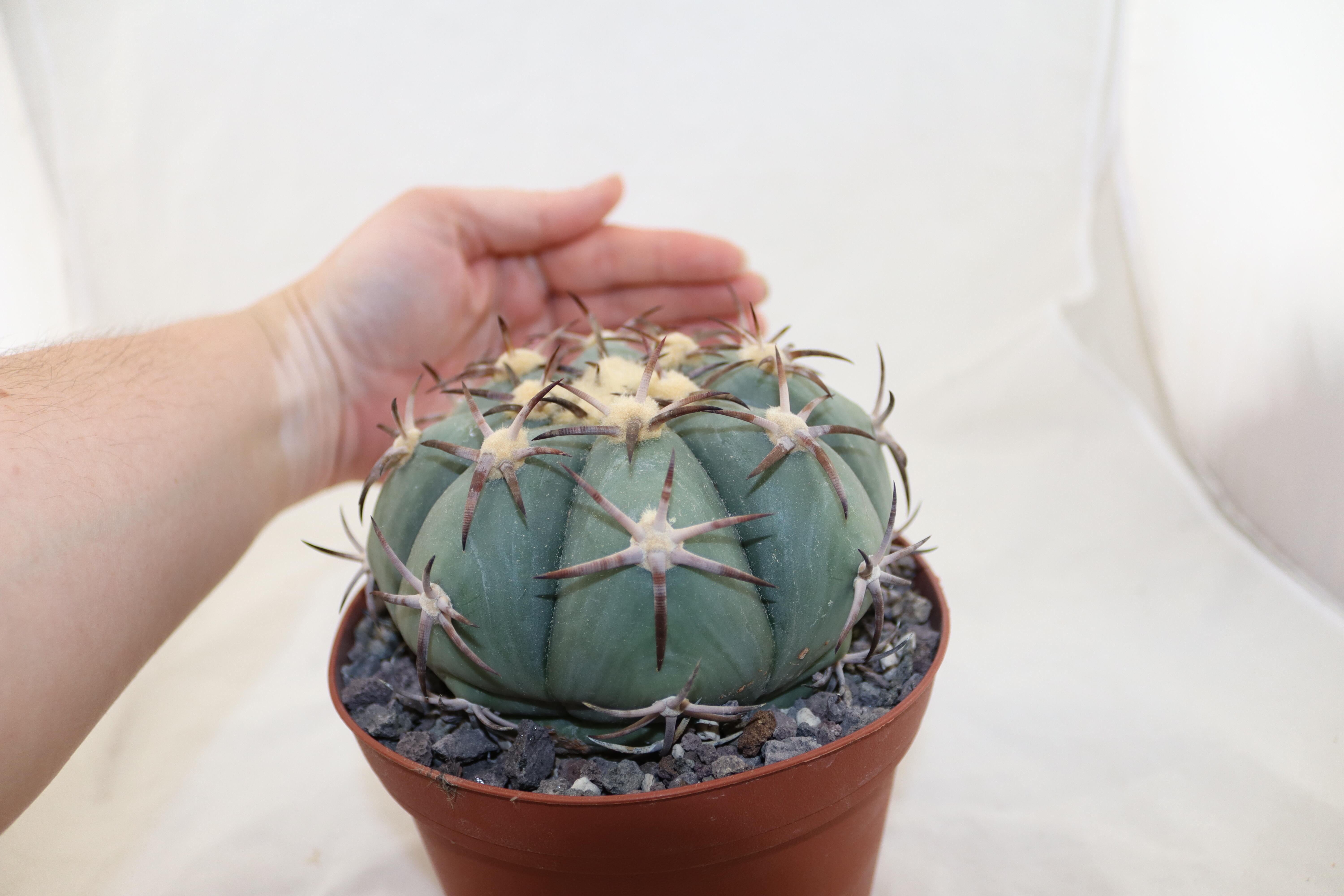 Echinocactus horizonthalonius Penolez  (2)