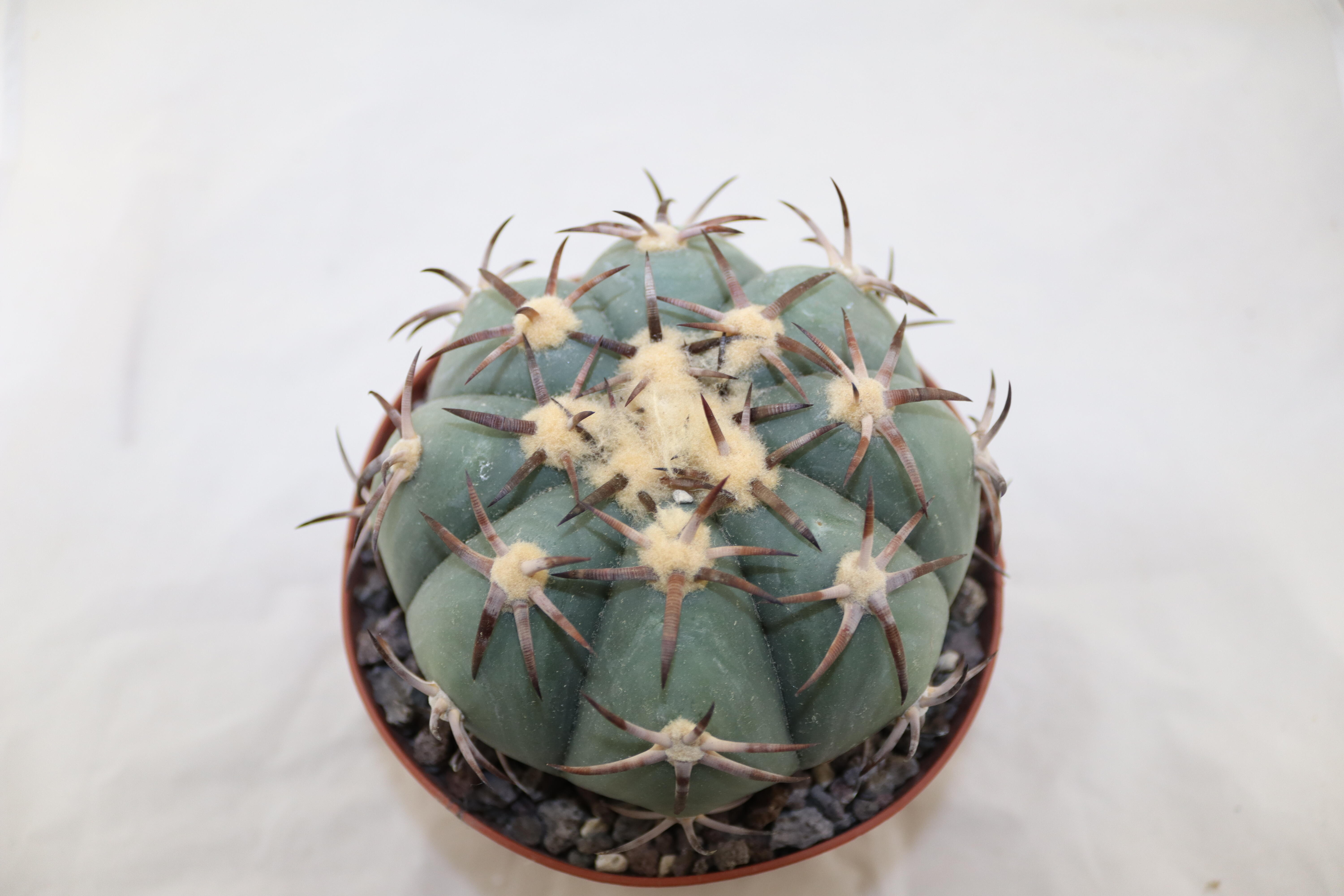Echinocactus horizonthalonius Penolez  (3)