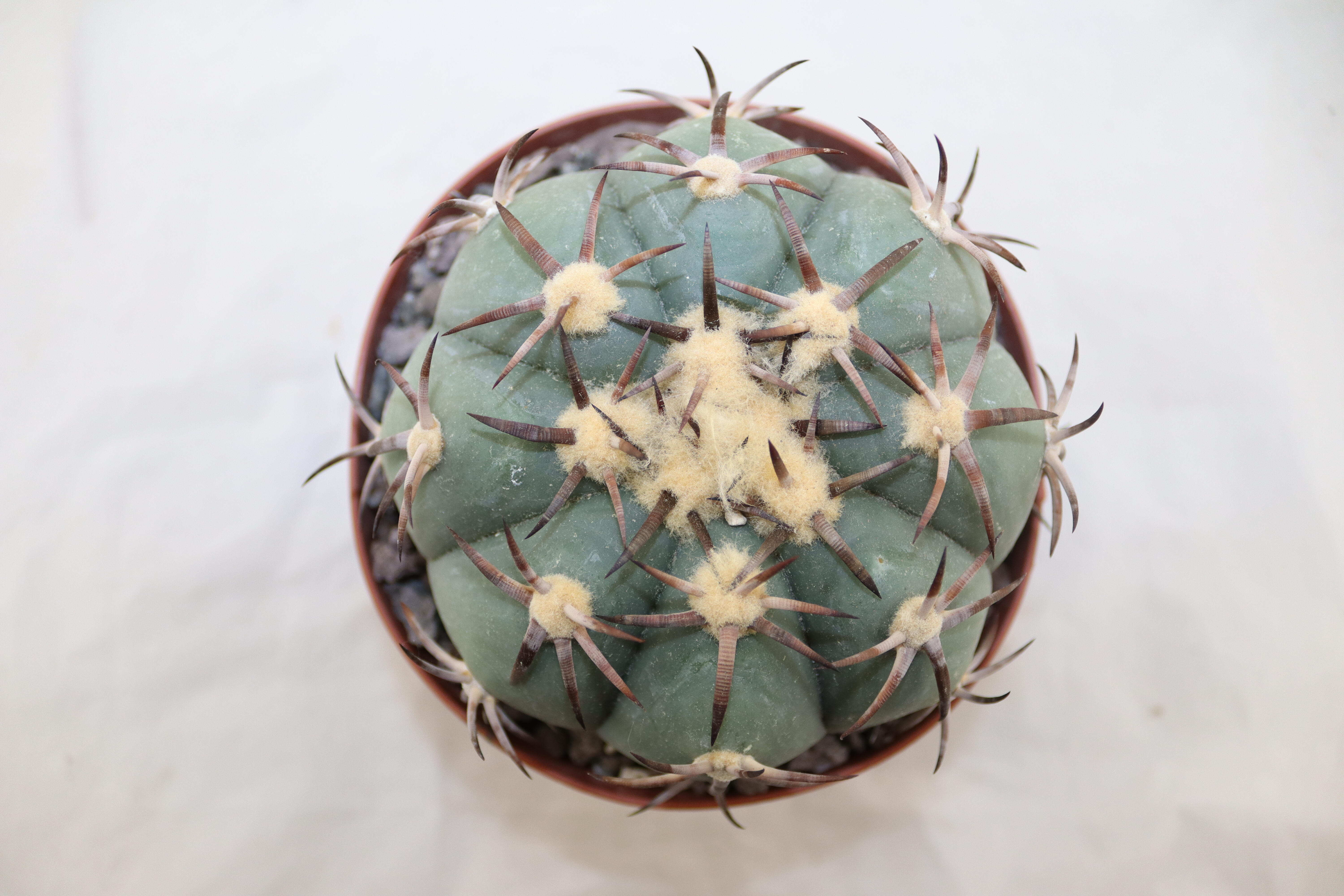 Echinocactus horizonthalonius Penolez  (4)