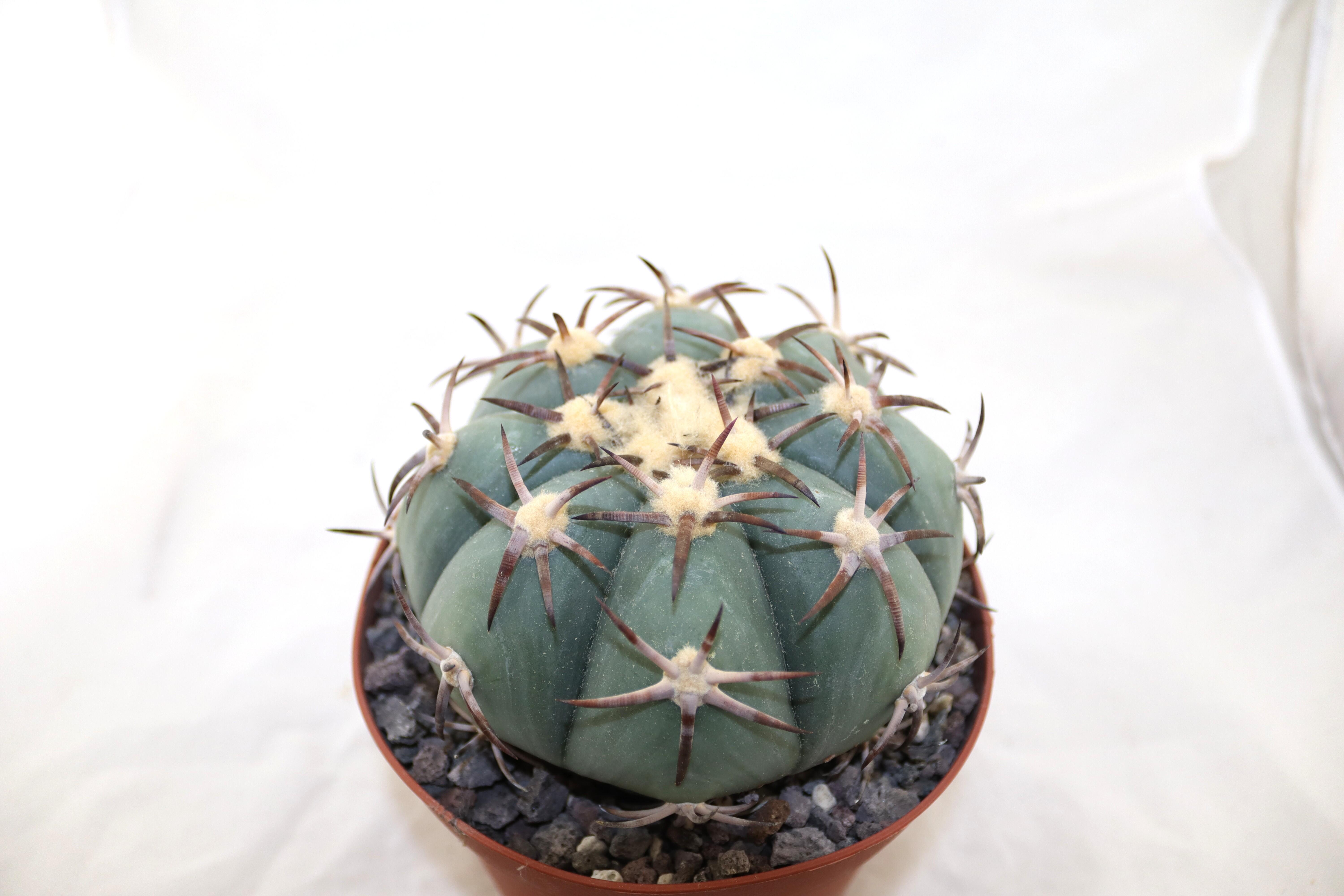 Echinocactus horizonthalonius Penolez  (6)