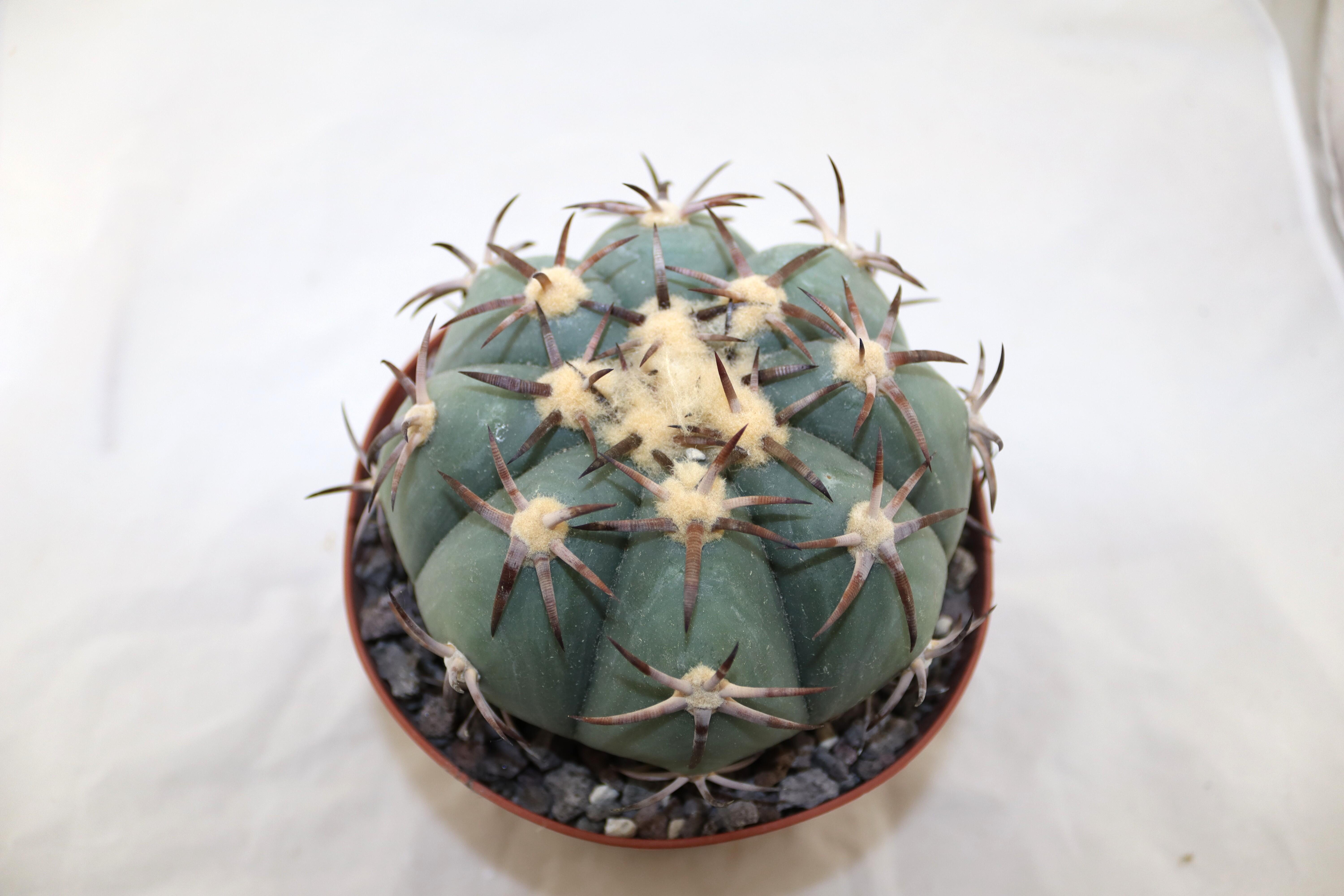 Echinocactus horizonthalonius Penolez  (7)