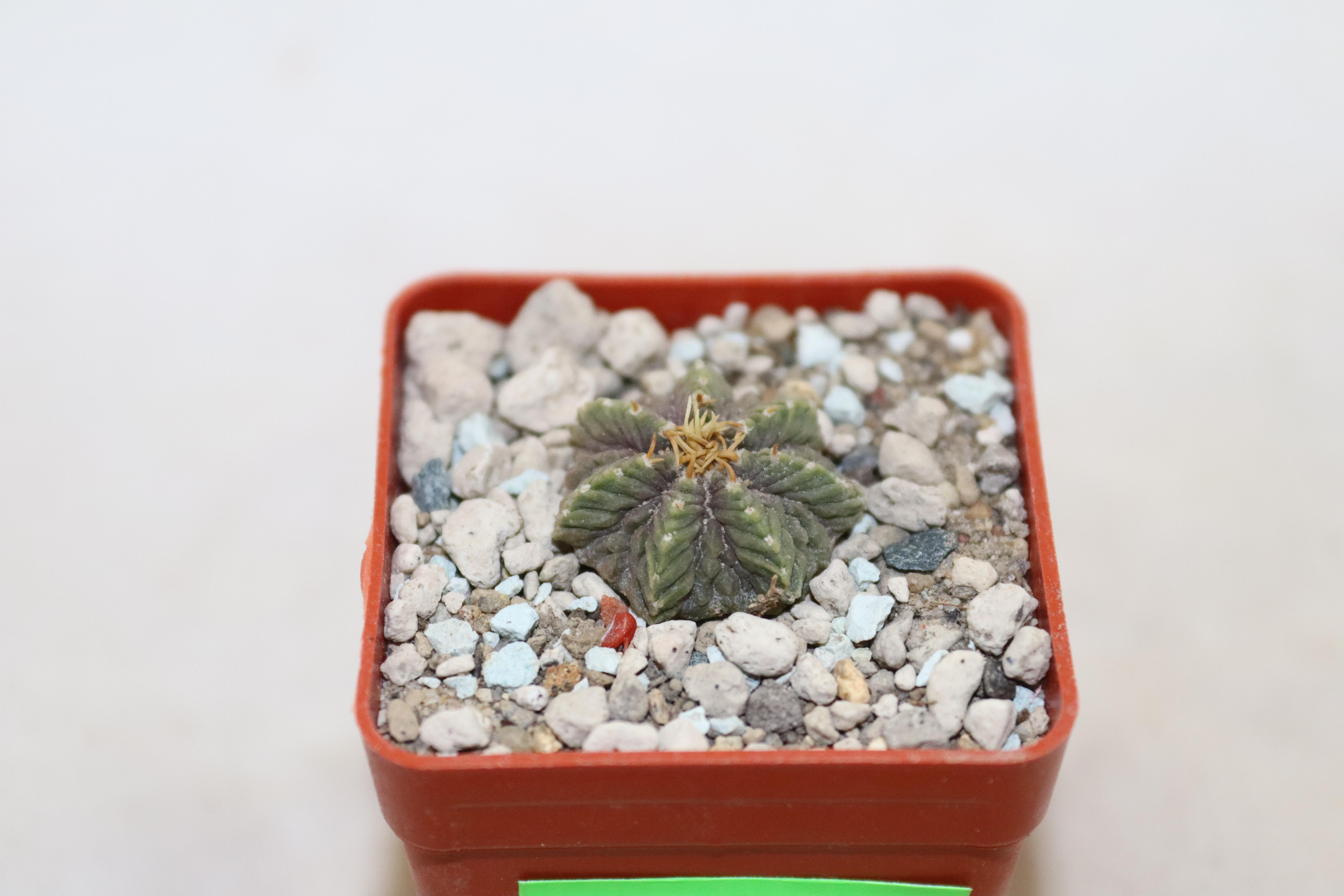 Aztekium ritteri  (3)