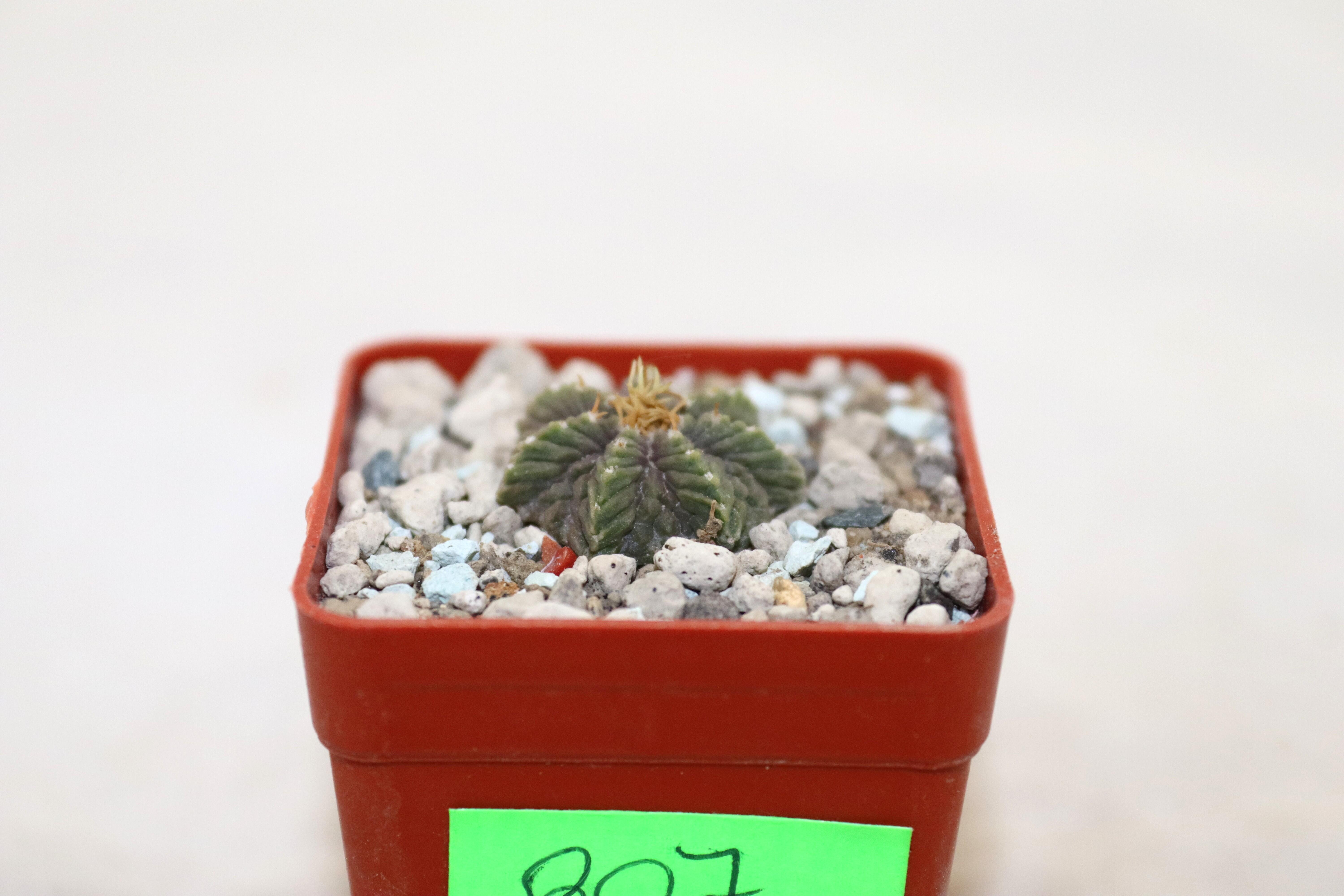Aztekium ritteri  (4)