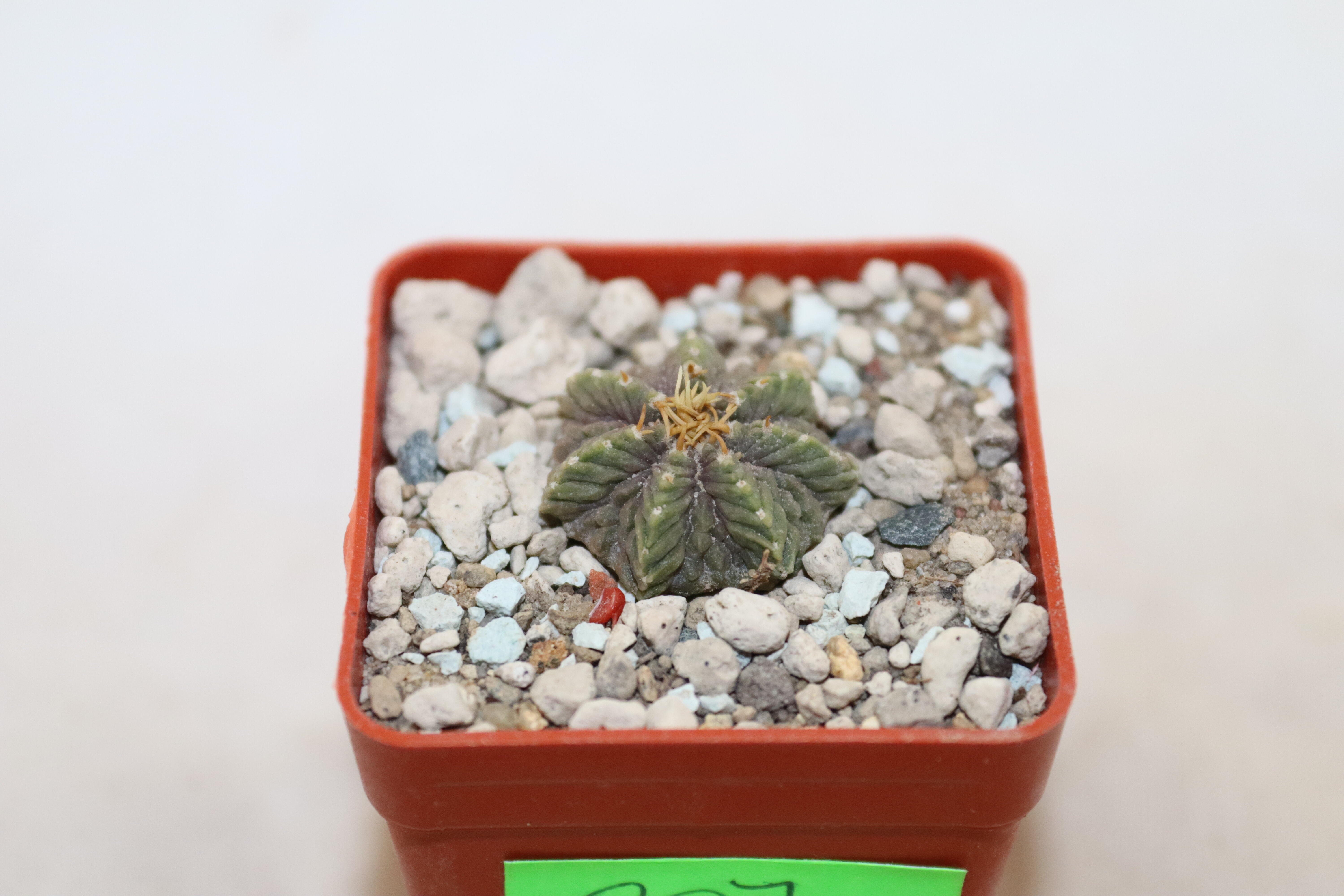 Aztekium ritteri  (2)