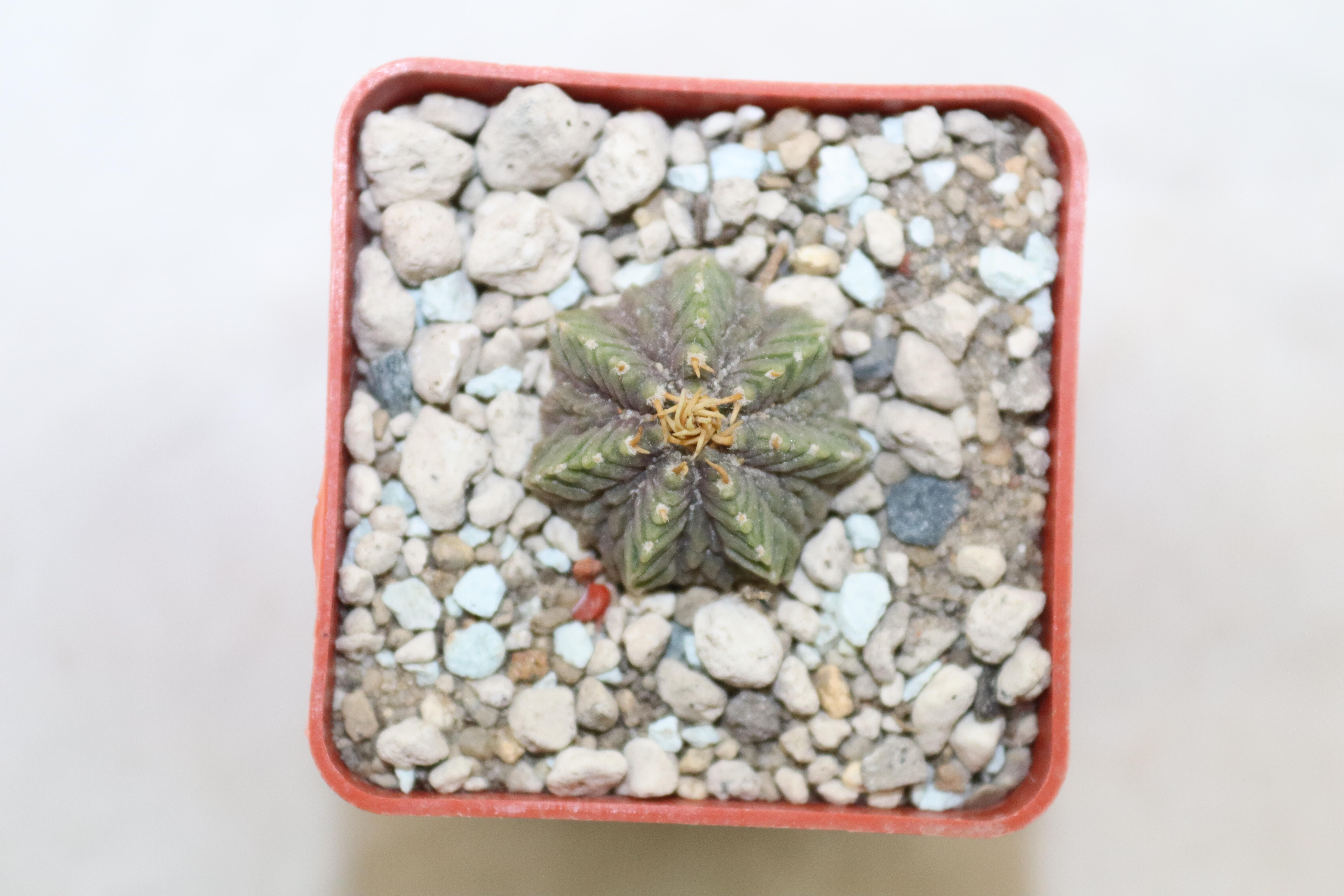 Aztekium ritteri 