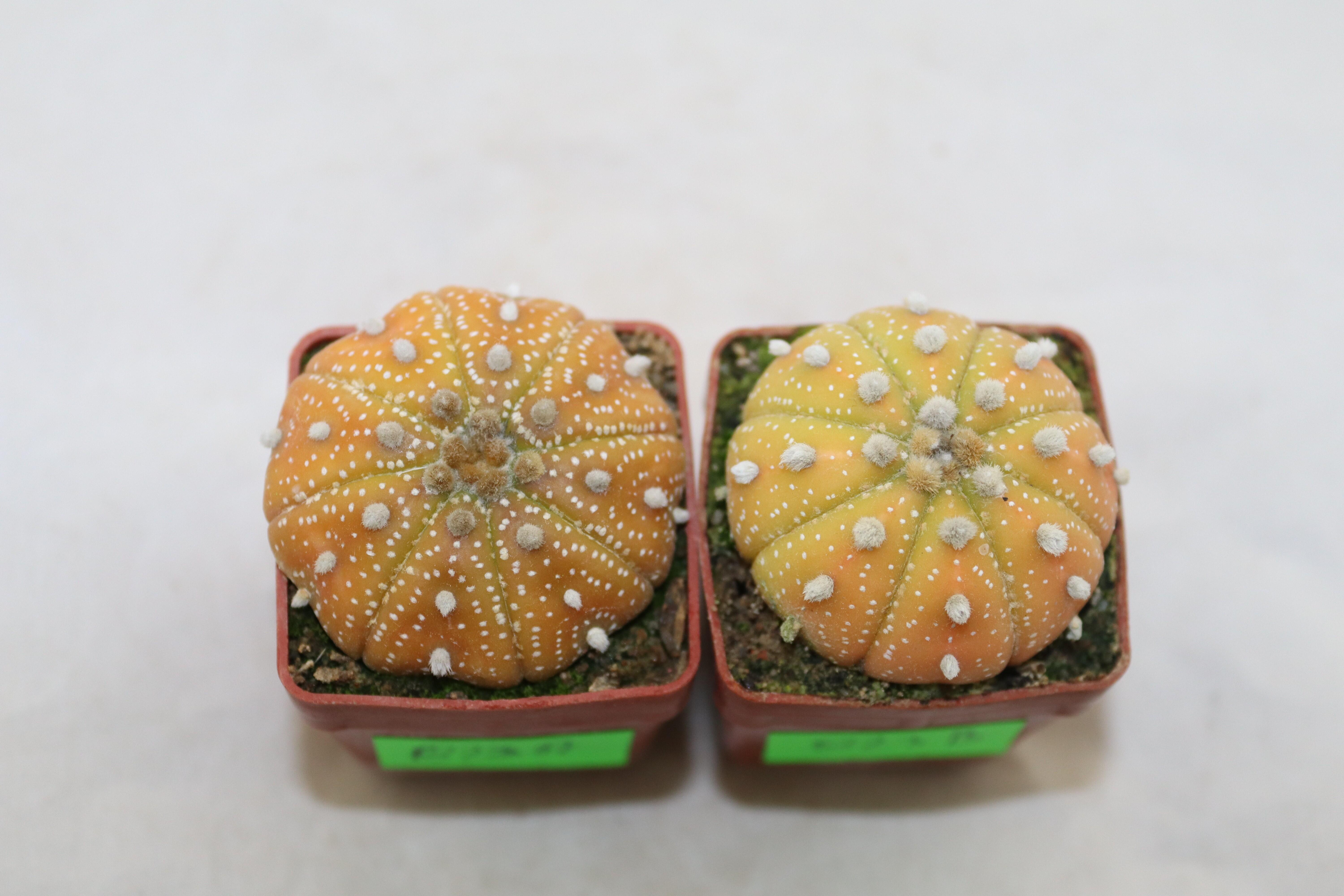 Astrophytum asterias x2 plants  (2)