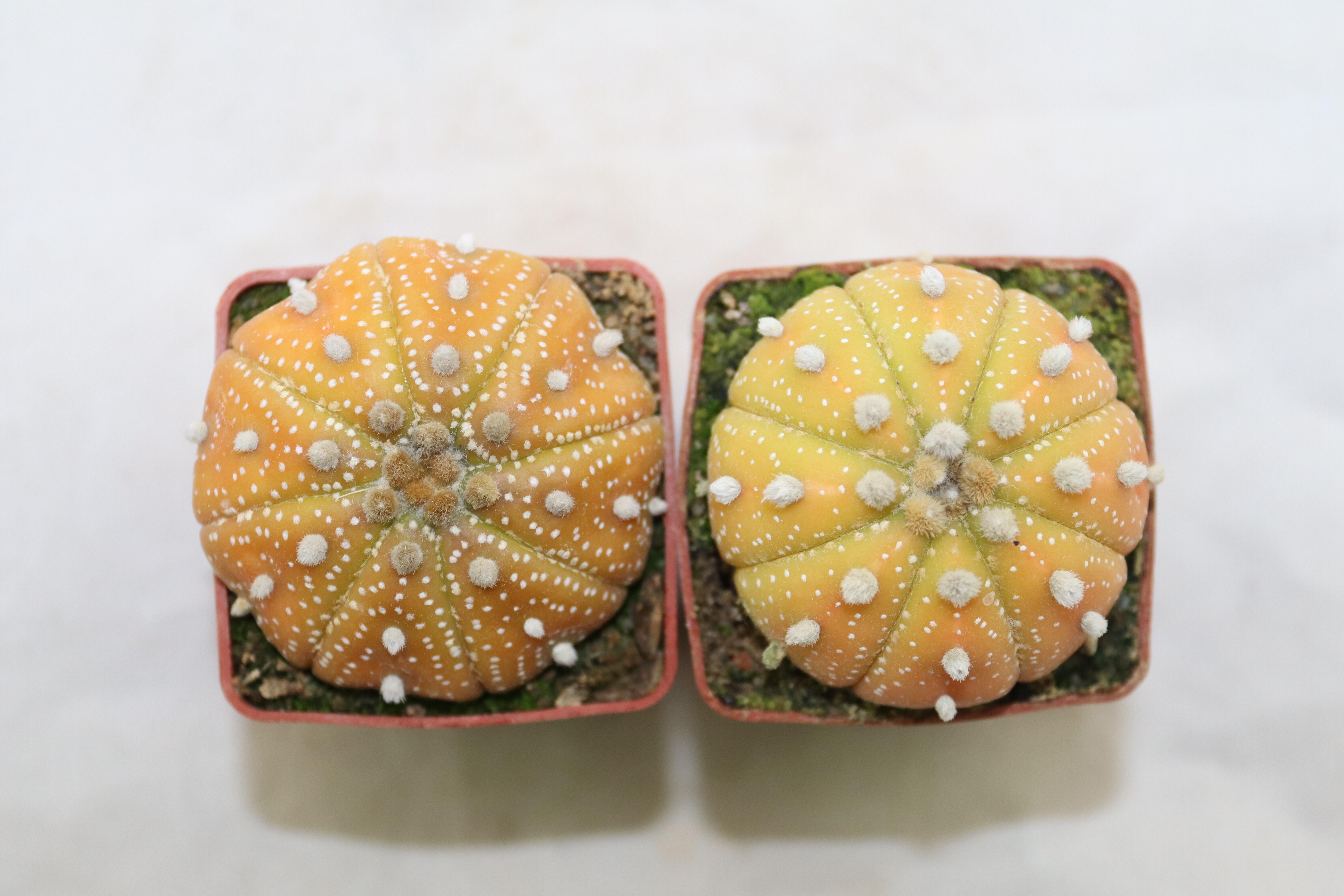 Astrophytum asterias x2 plants 