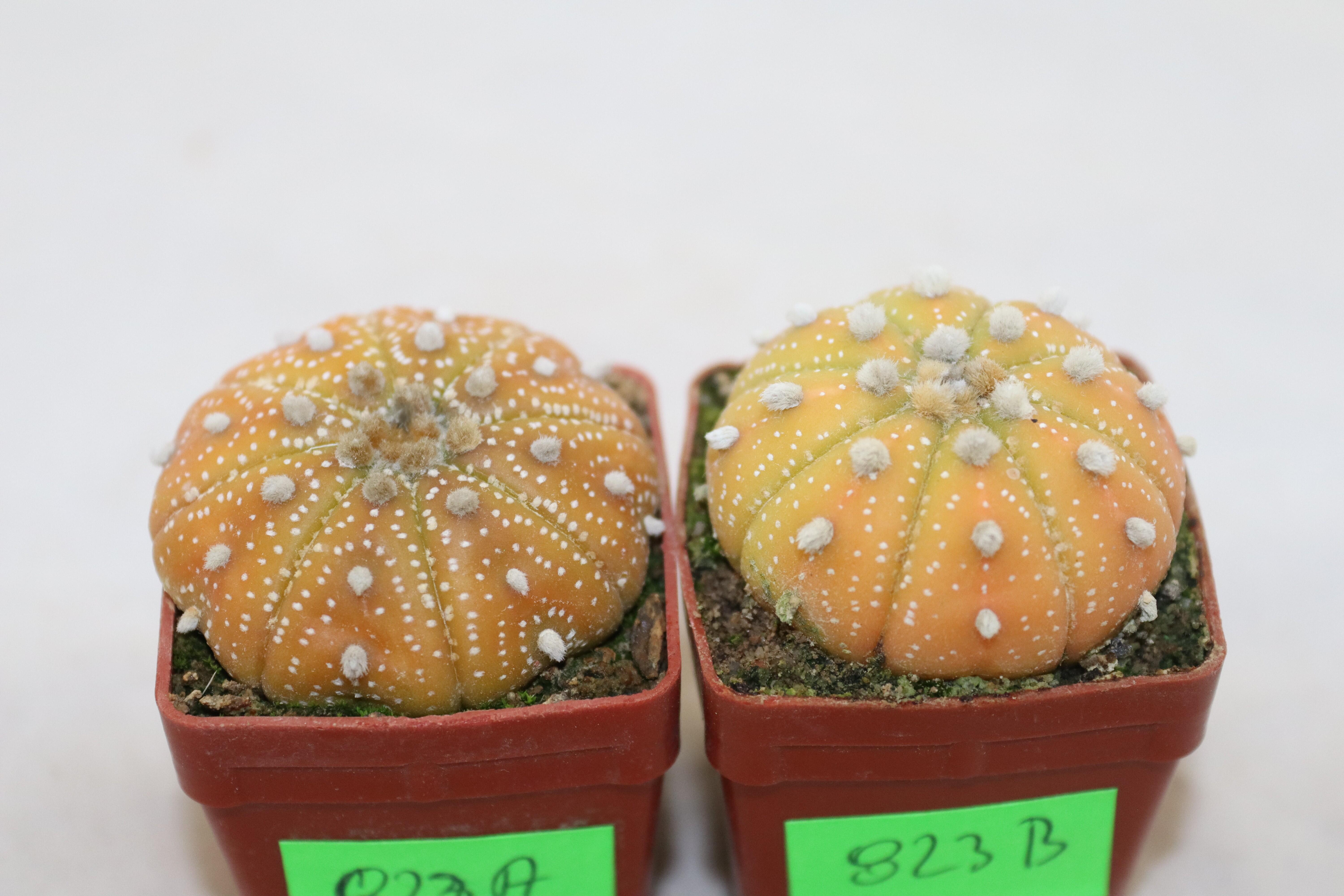 Astrophytum asterias x2 plants  (5)