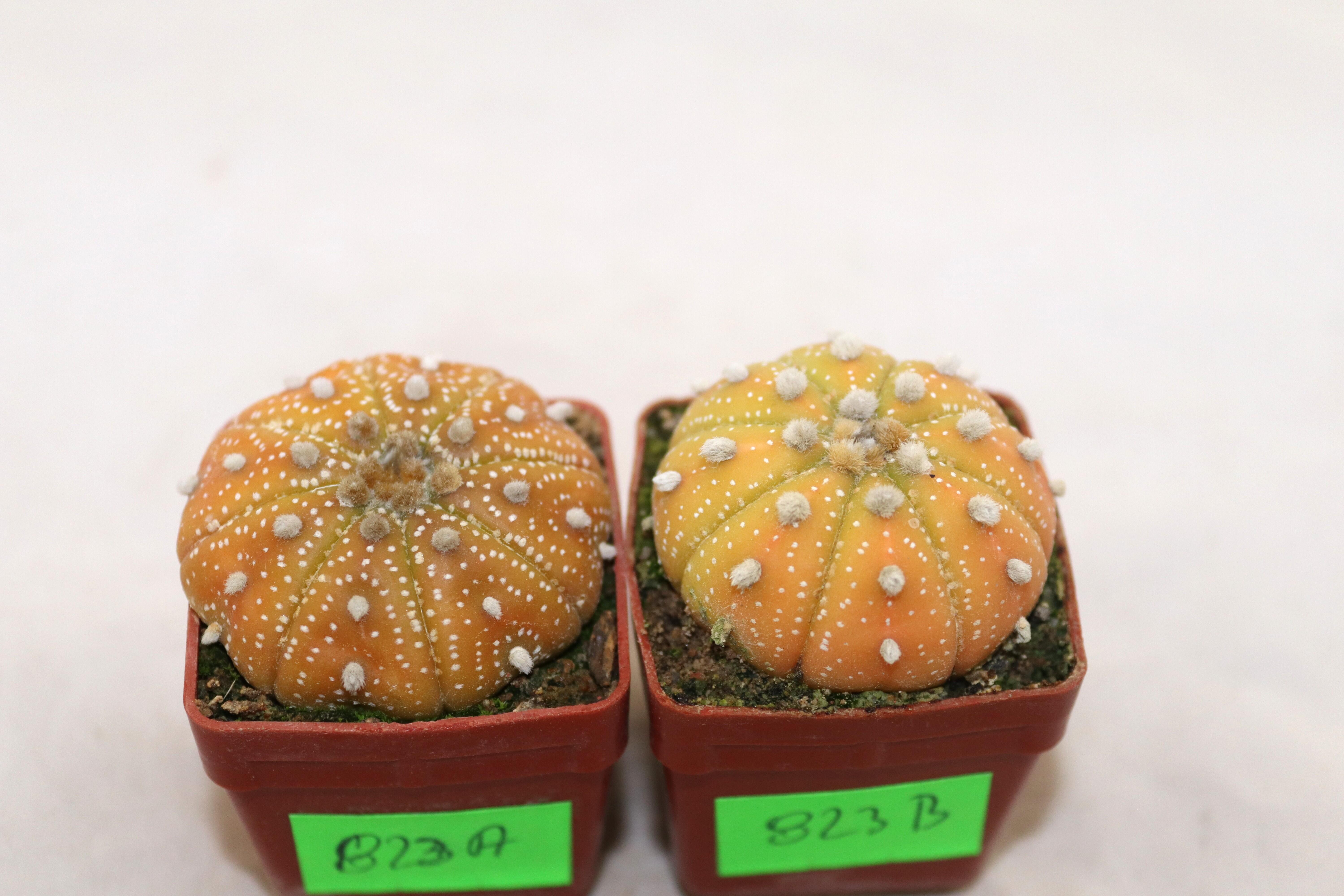 Astrophytum asterias x2 plants  (7)