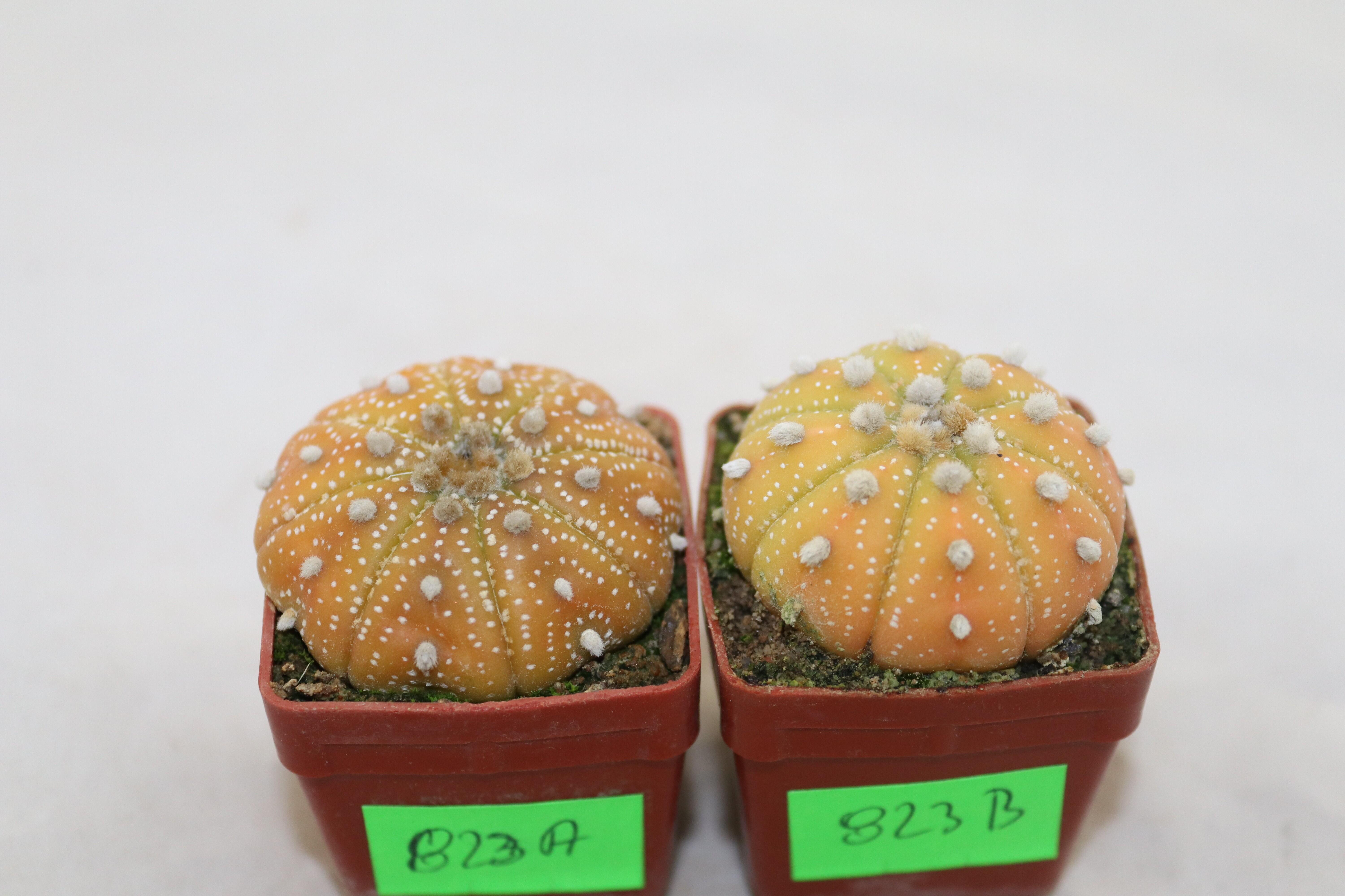Astrophytum asterias x2 plants  (3)