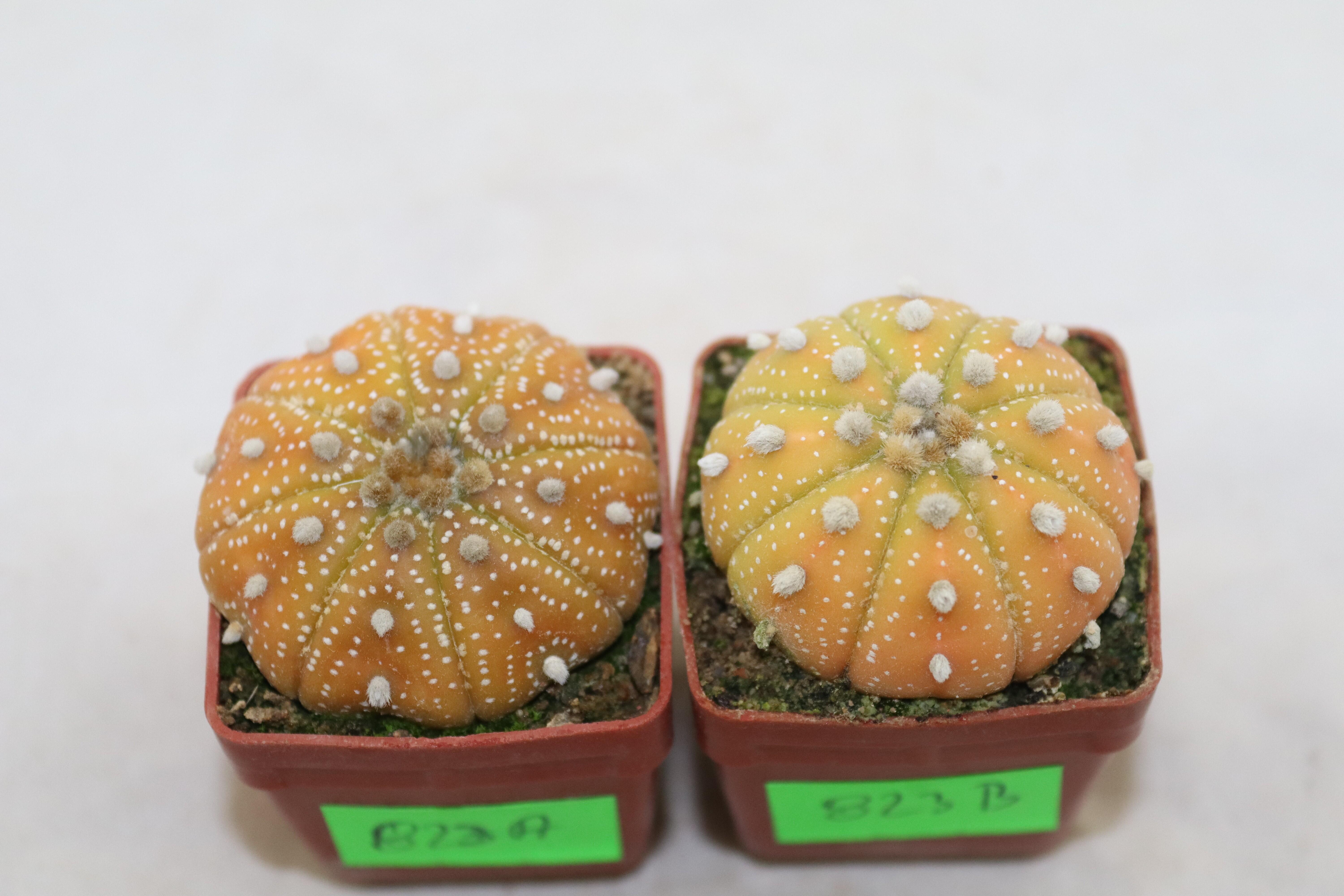 Astrophytum asterias x2 plants  (4)