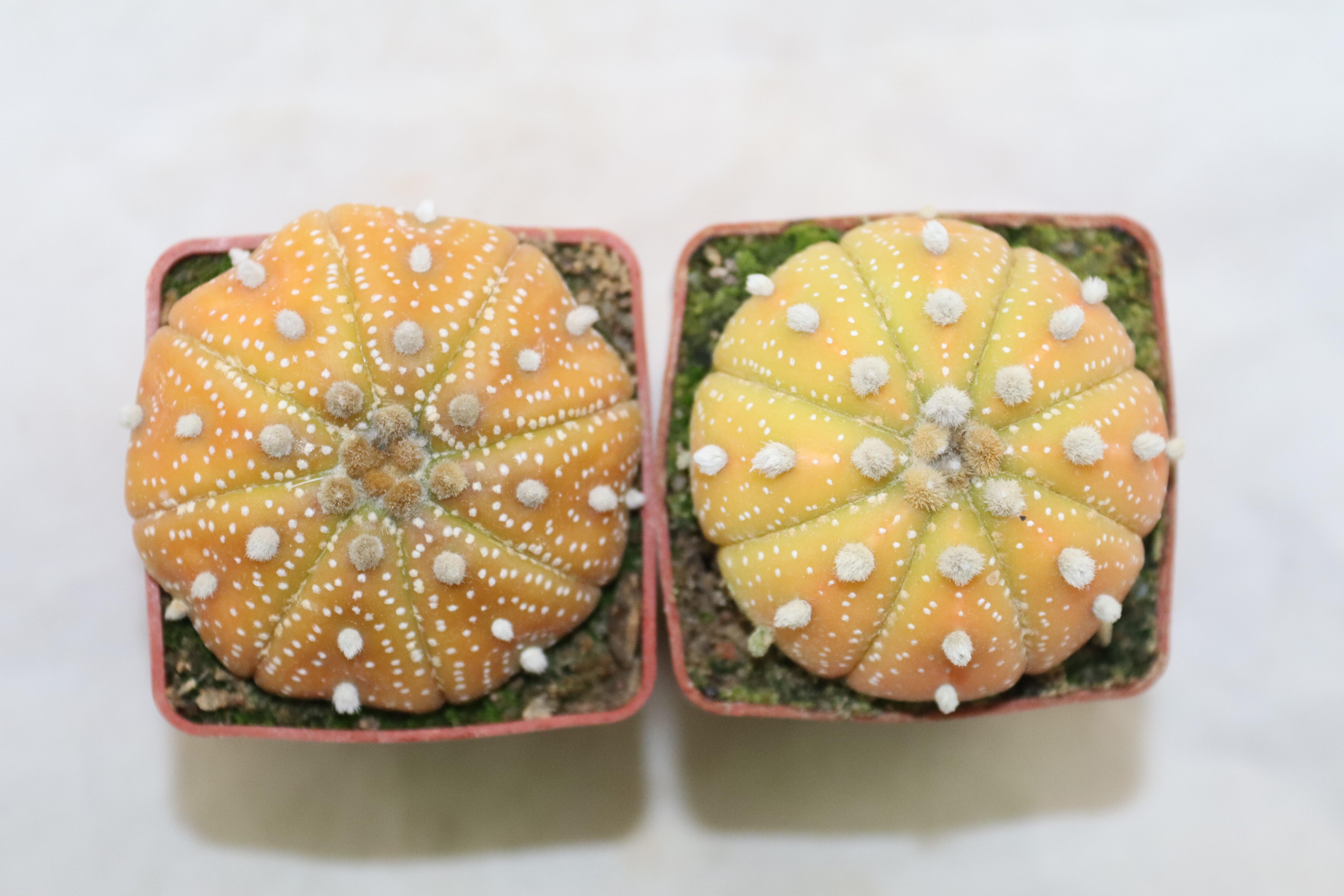 Astrophytum asterias x2 plants  (6)