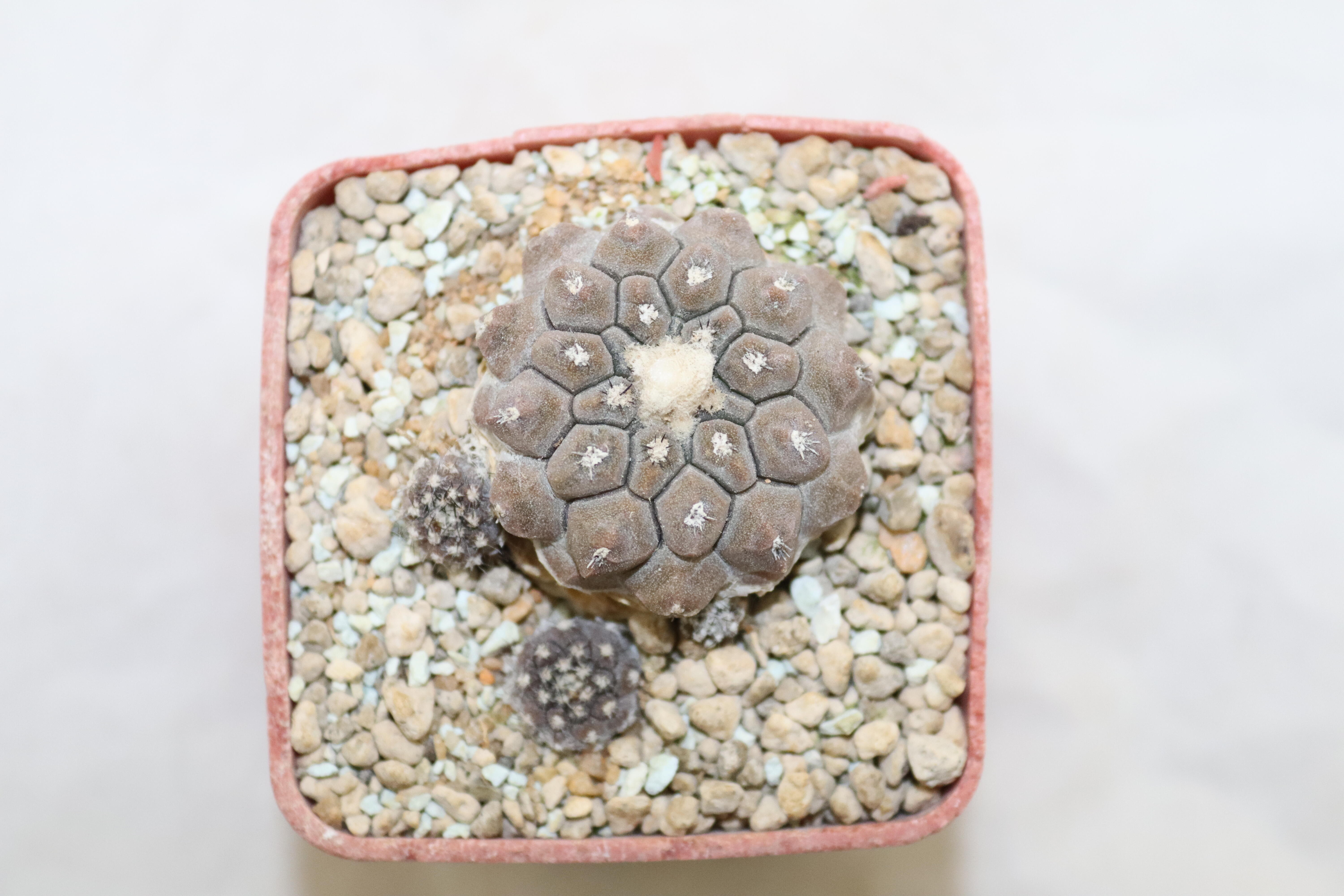 Copiapoa hypogaea