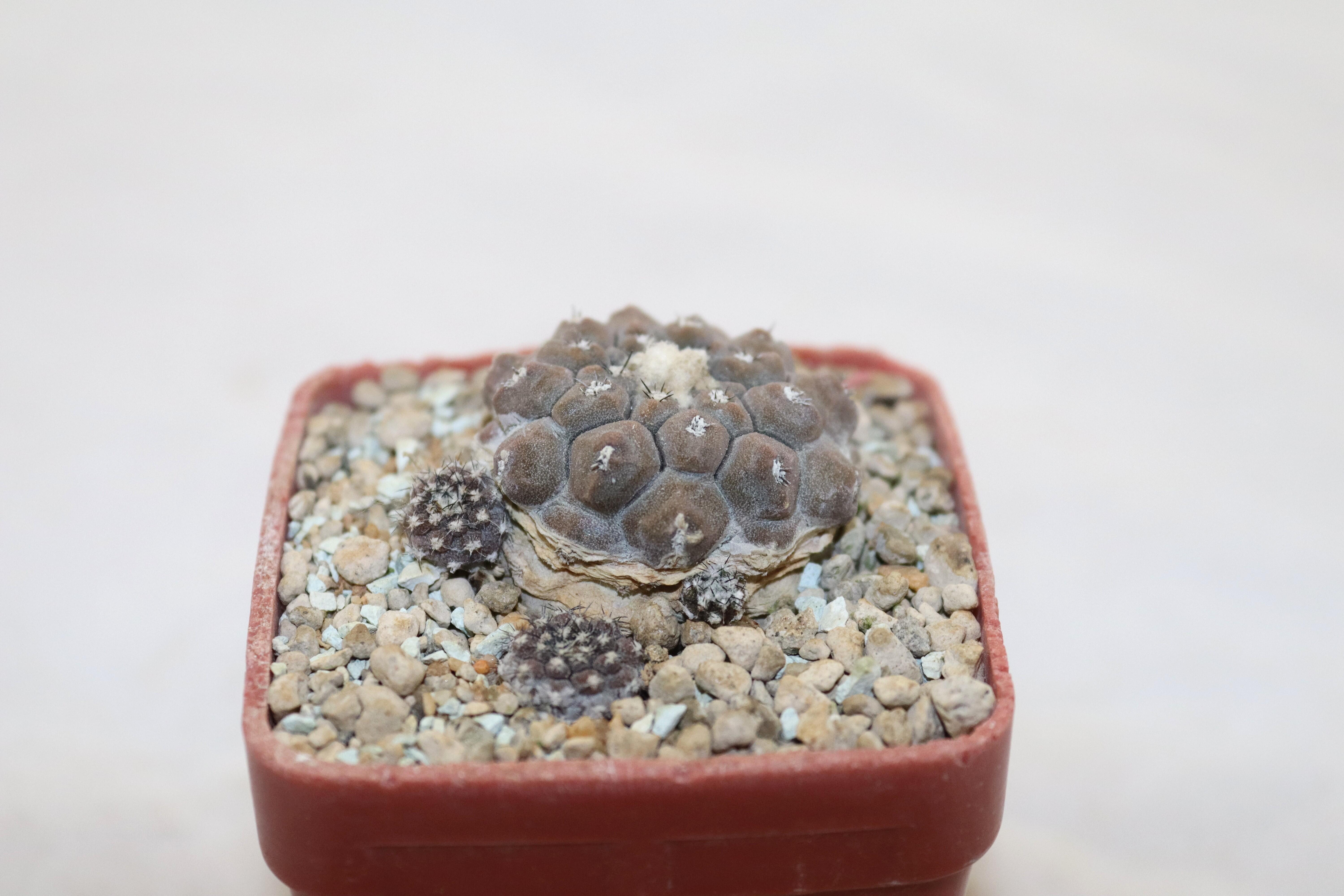Copiapoa hypogaea (3)