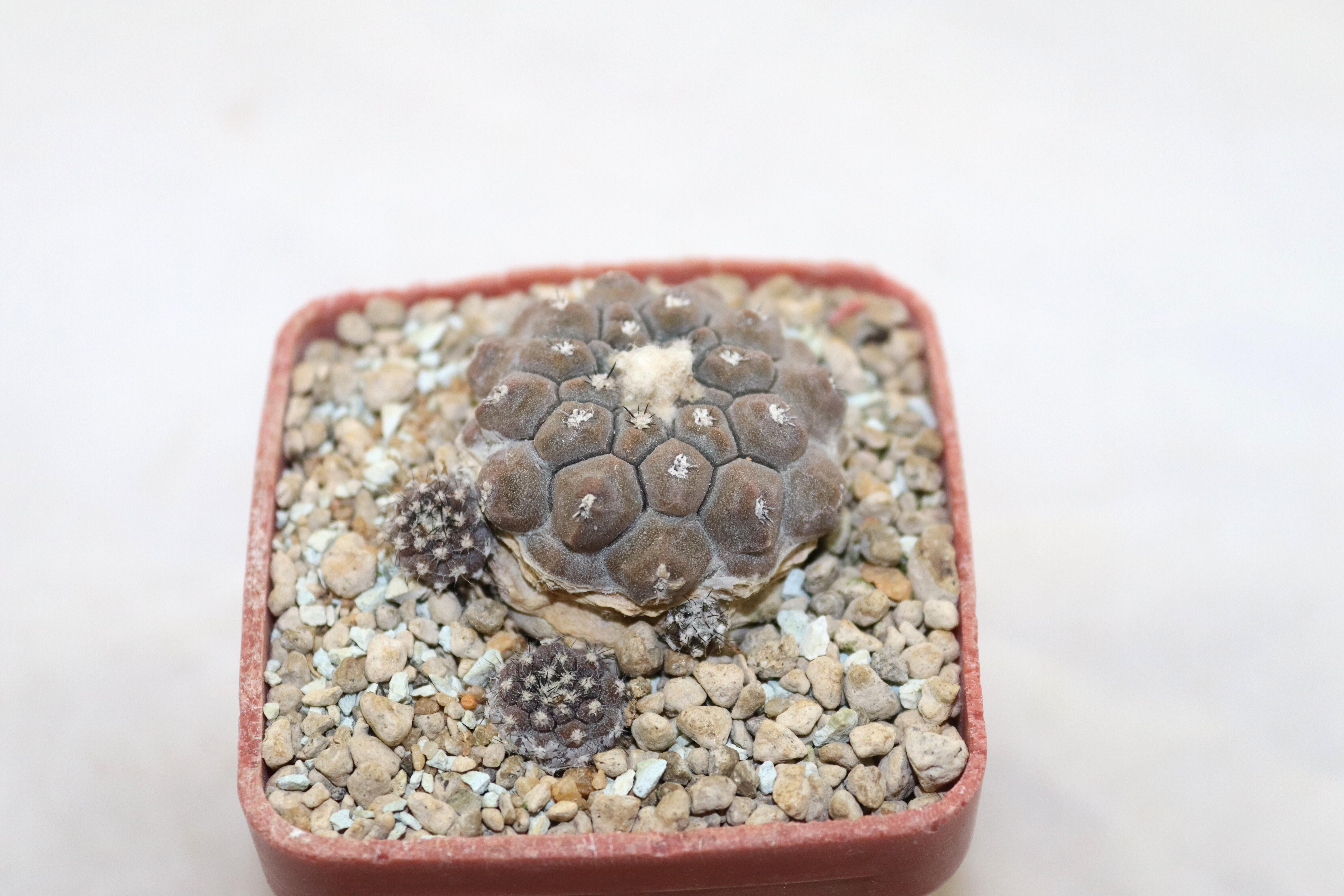 Copiapoa hypogaea (2)