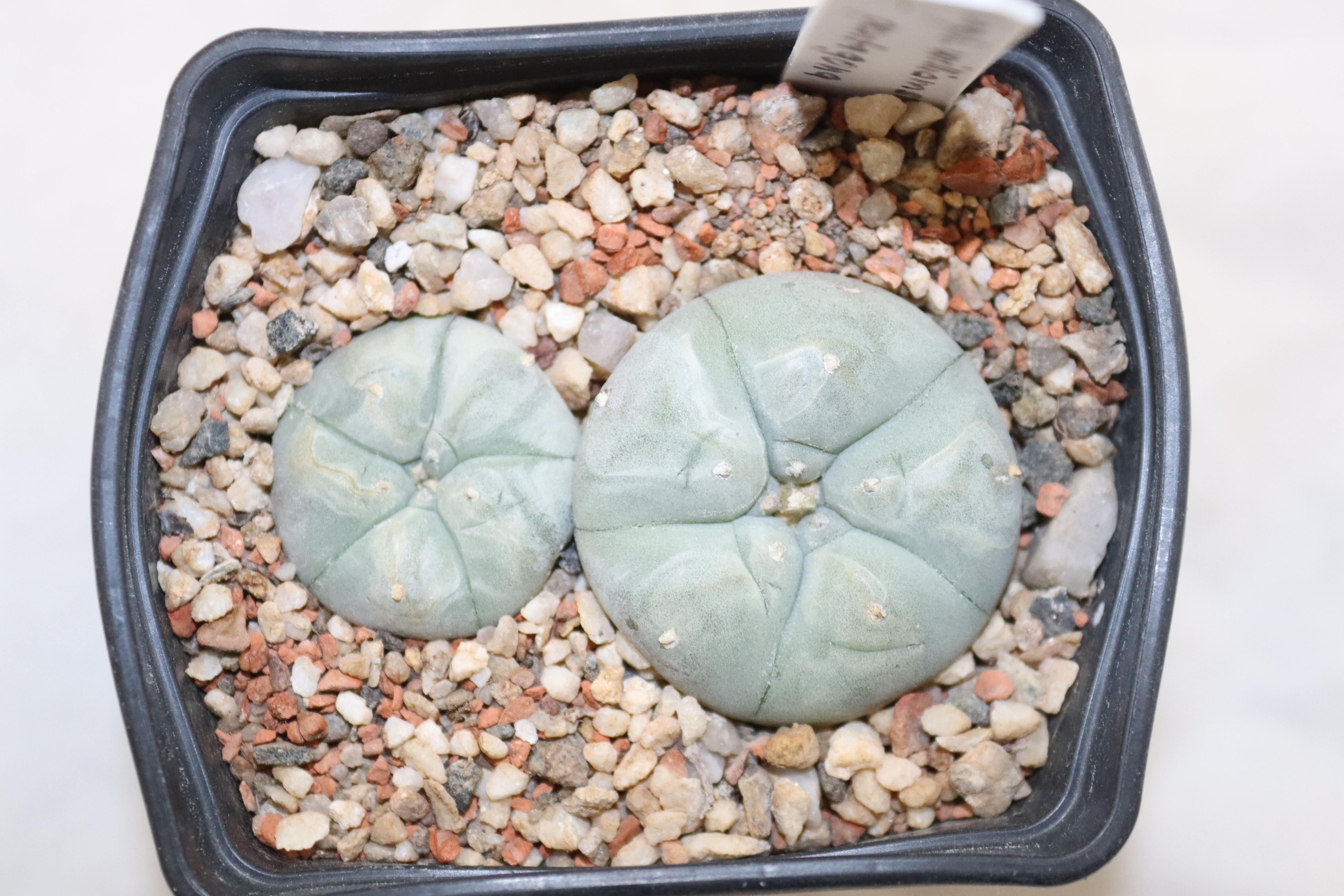 Lophophora pentagona x2 plants 