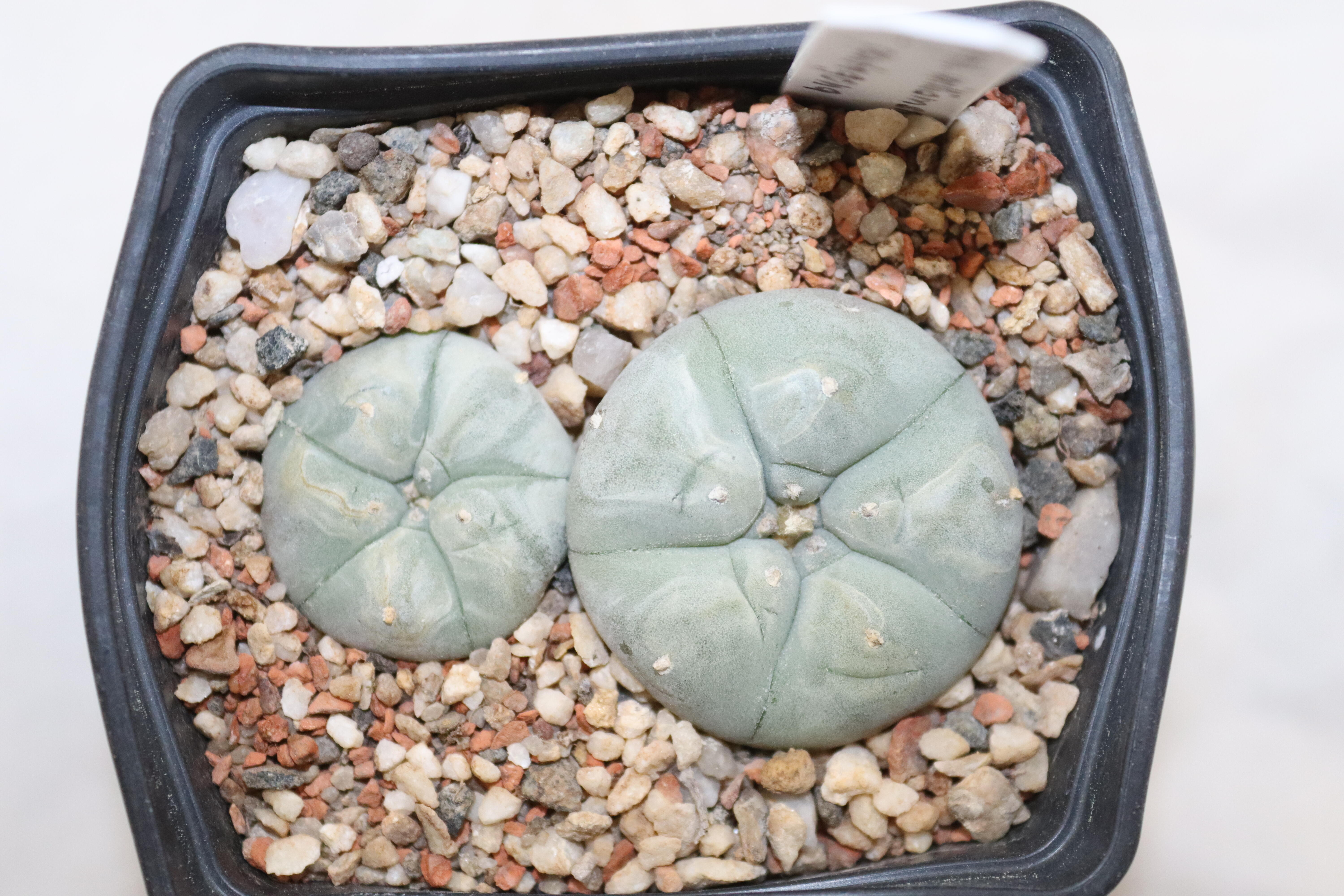 Lophophora pentagona x2 plants  (3)
