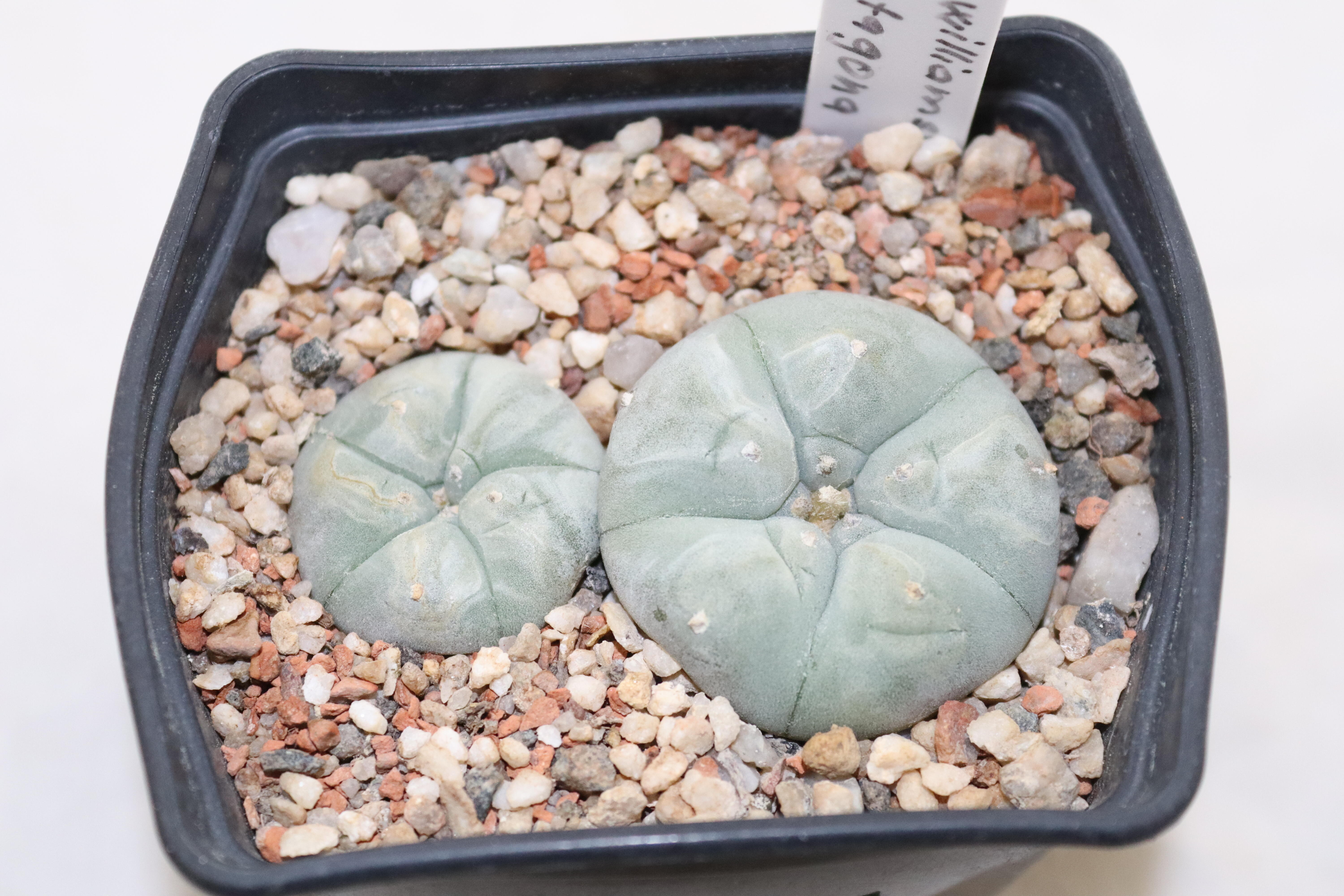 Lophophora pentagona x2 plants  (2)
