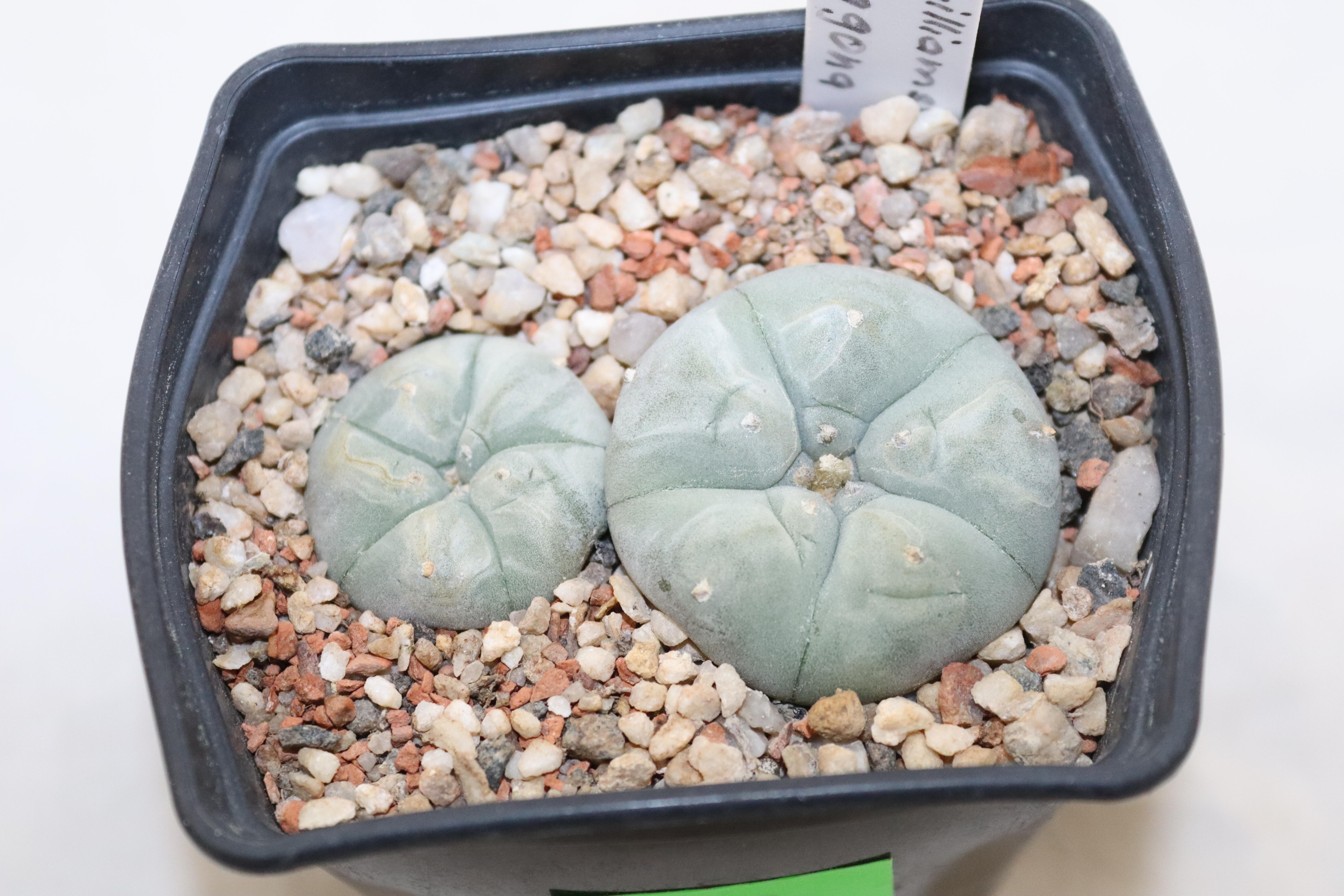 Lophophora pentagona x2 plants  (4)