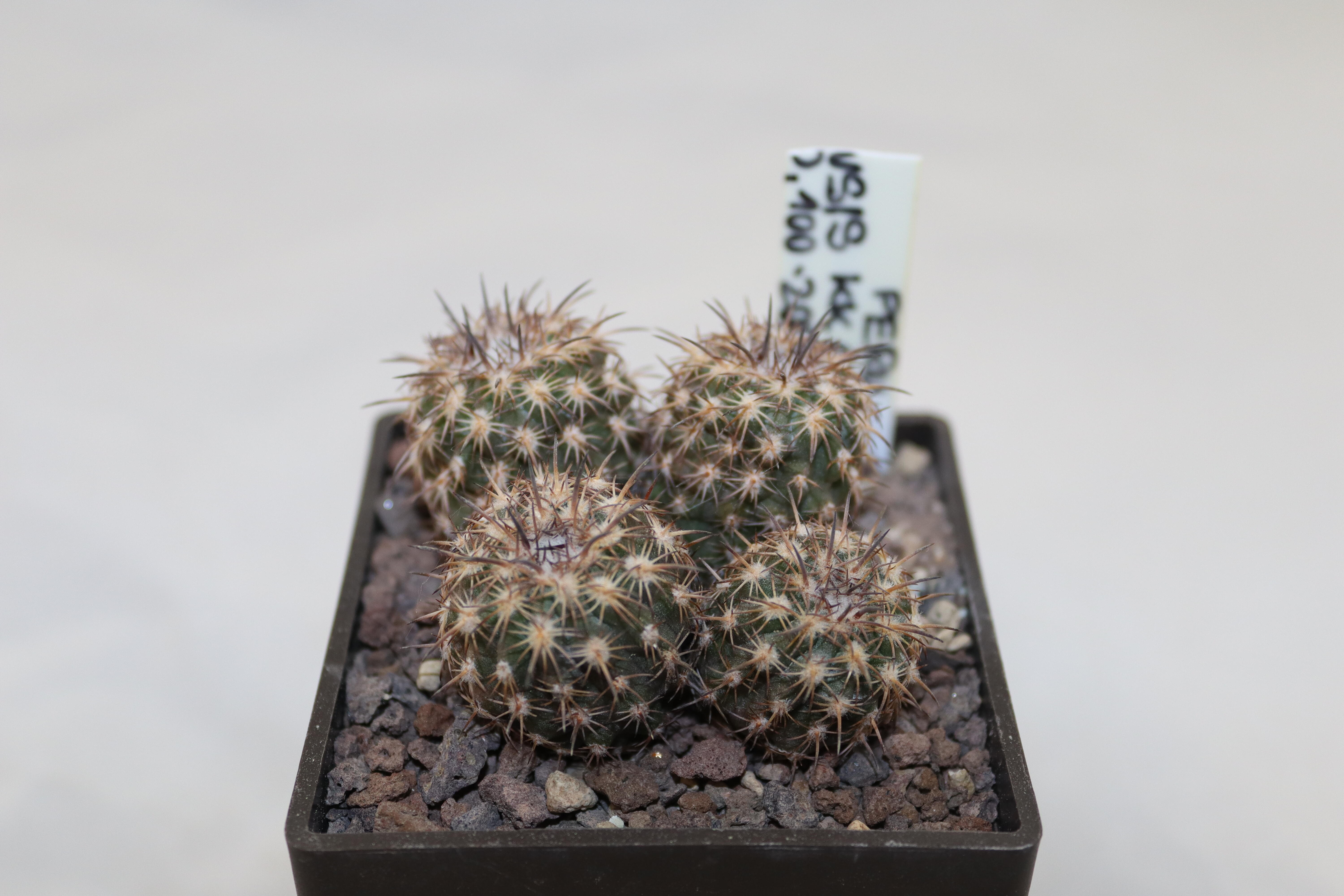 Islaya mollendensis KK 681 Mollendo Four Heads  (3)