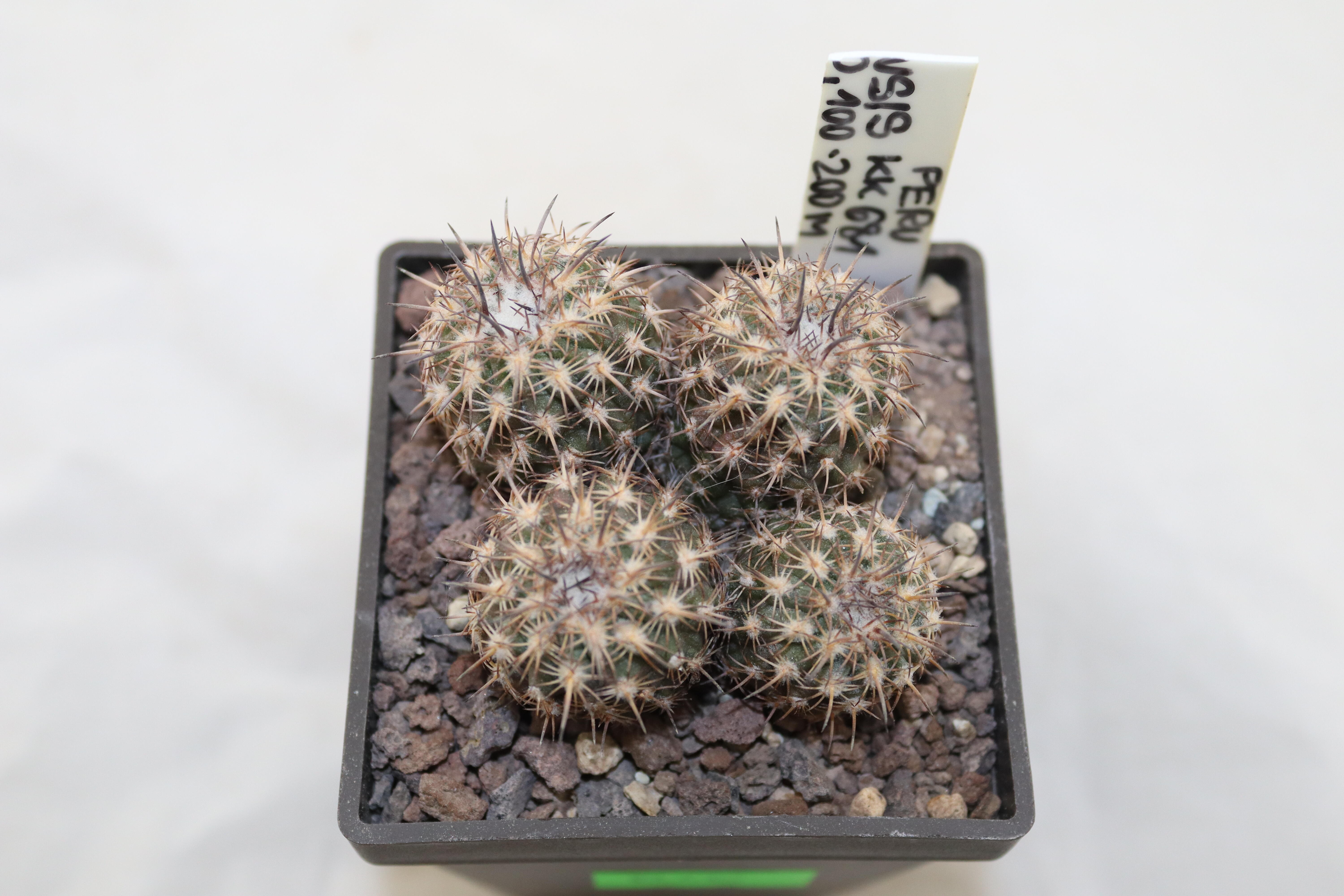 Islaya mollendensis KK 681 Mollendo Four Heads  (2)