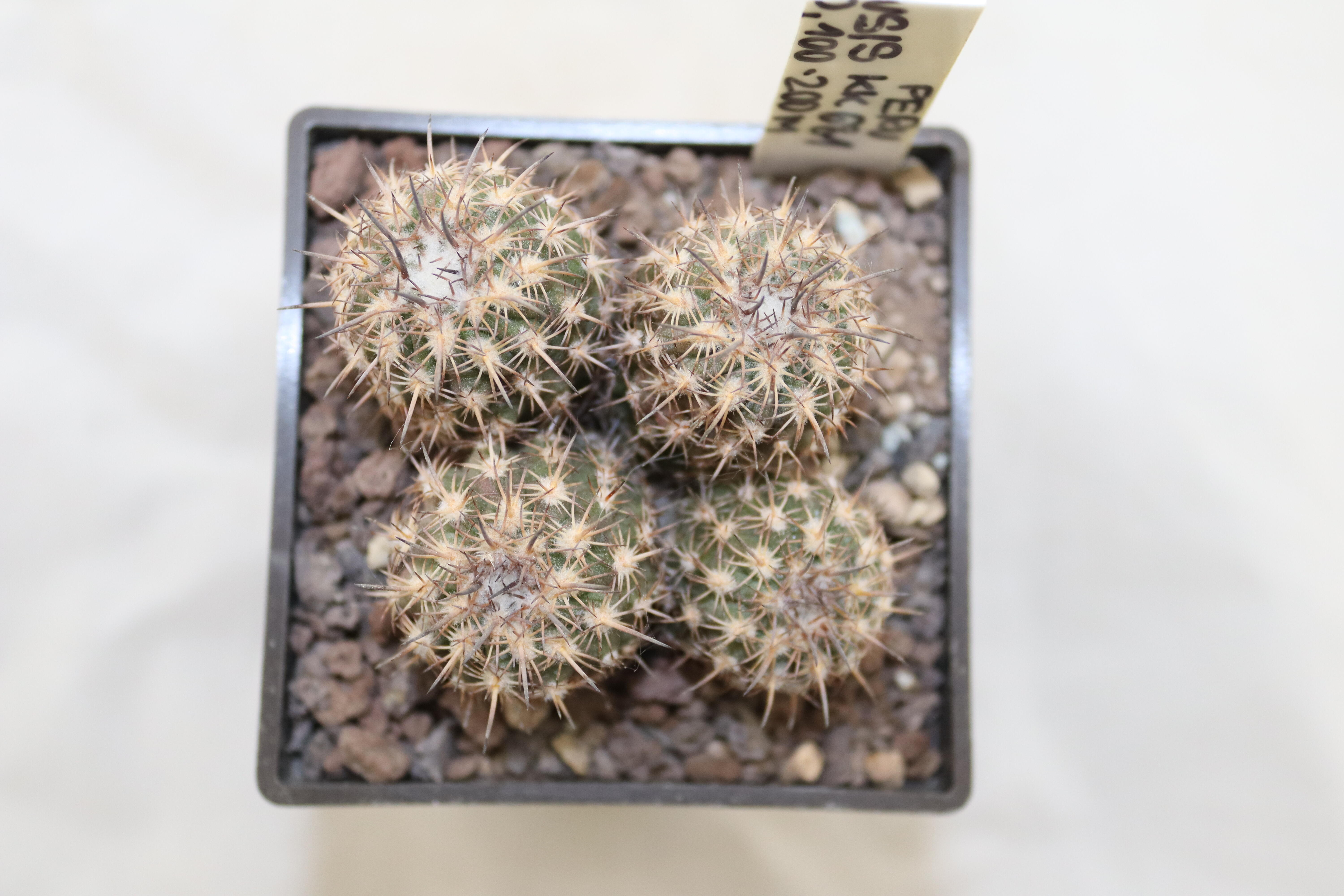 Islaya mollendensis KK 681 Mollendo Four Heads 