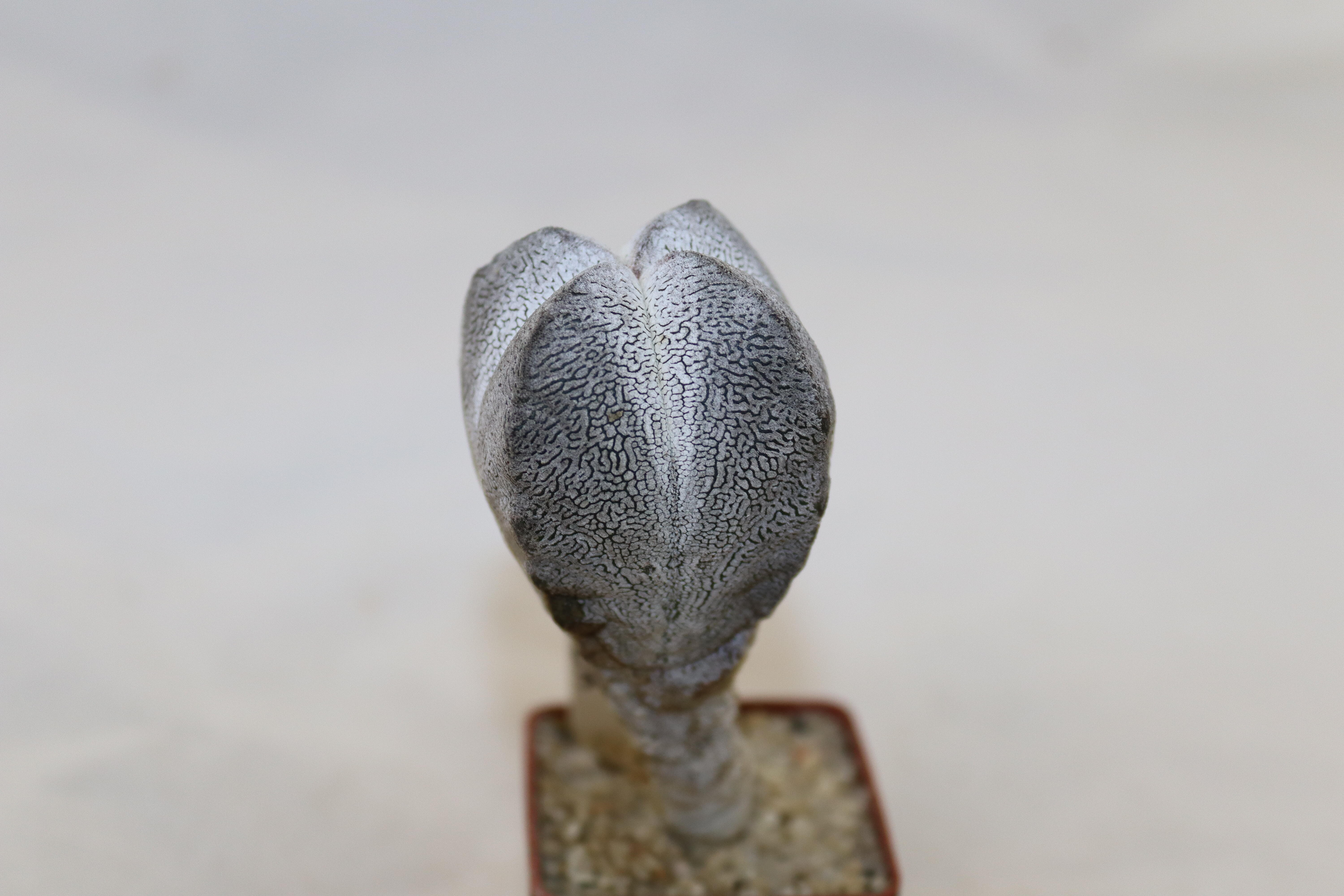 Astrophytum myriostigma onzuka columnare form