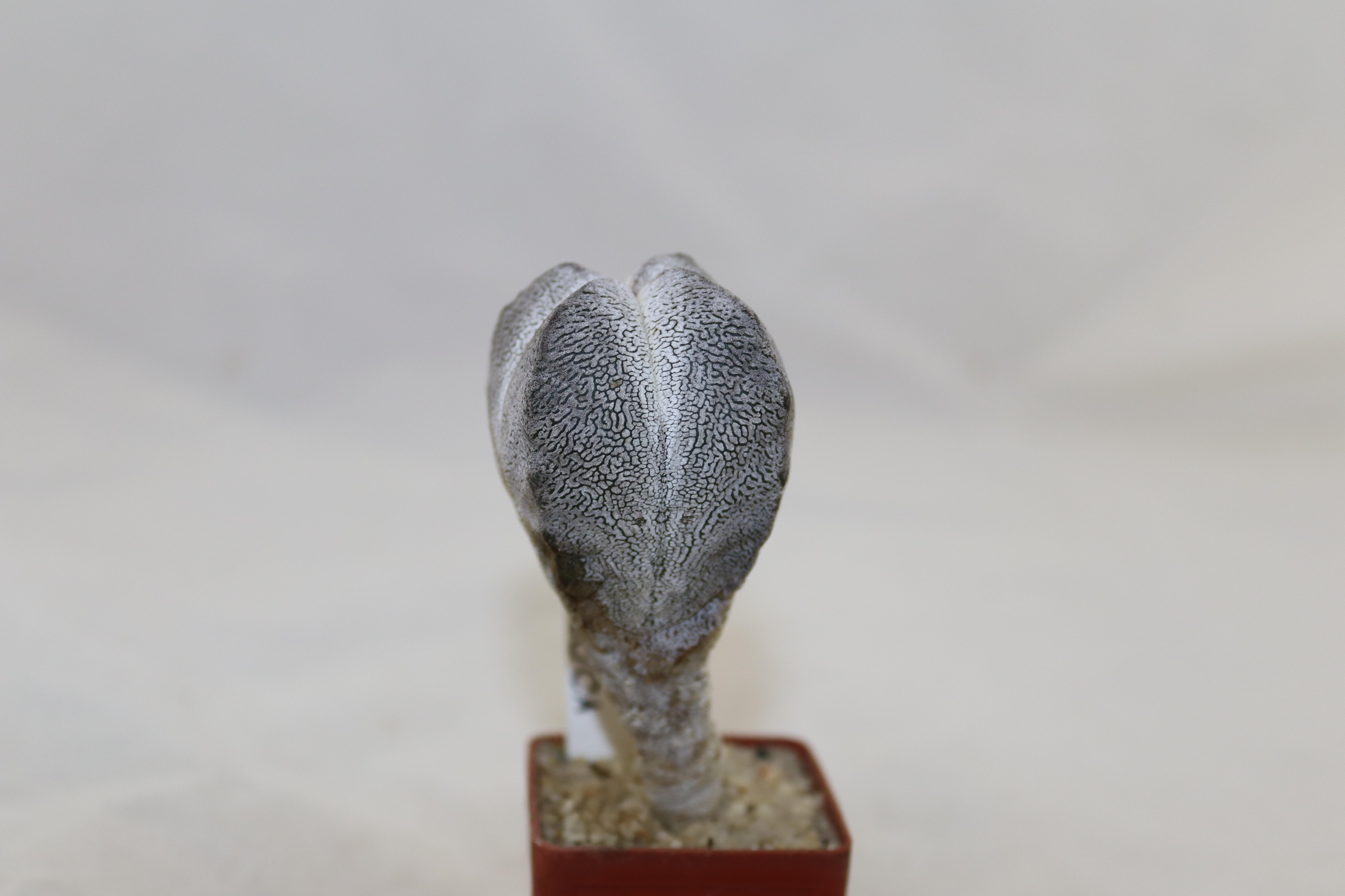 Astrophytum myriostigma onzuka columnare form (5)