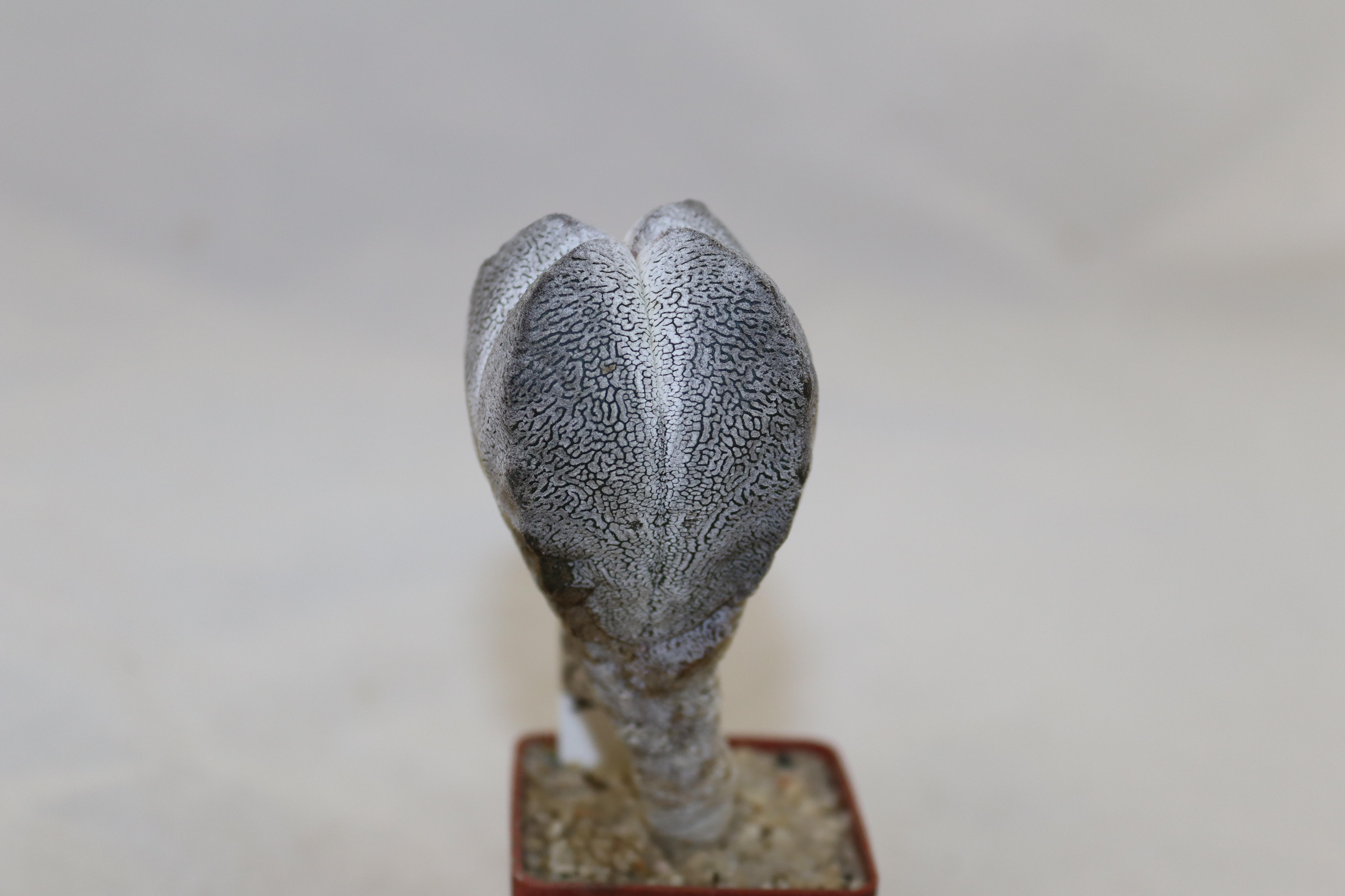 Astrophytum myriostigma onzuka columnare form (3)