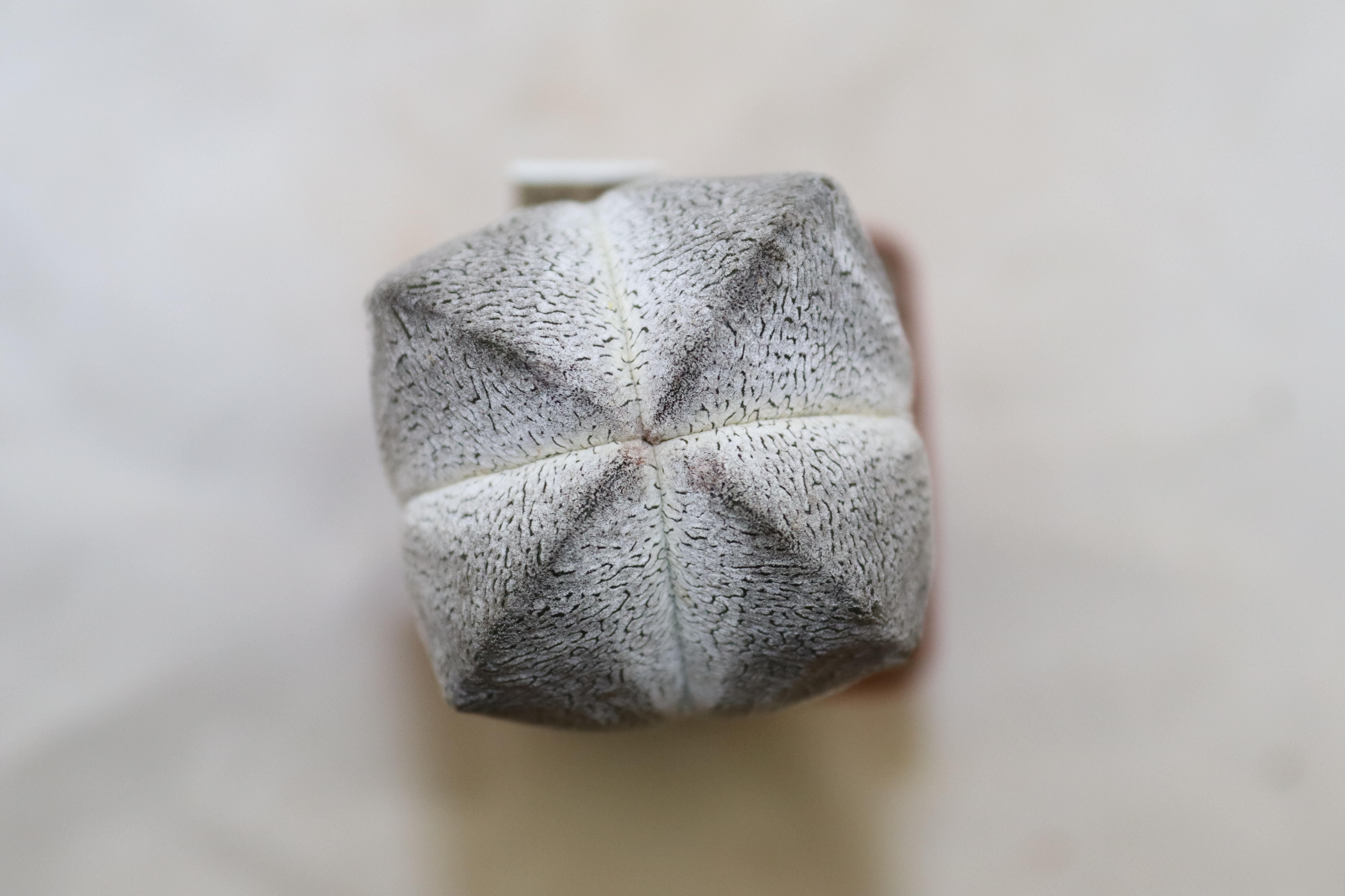Astrophytum myriostigma onzuka columnare form (4)
