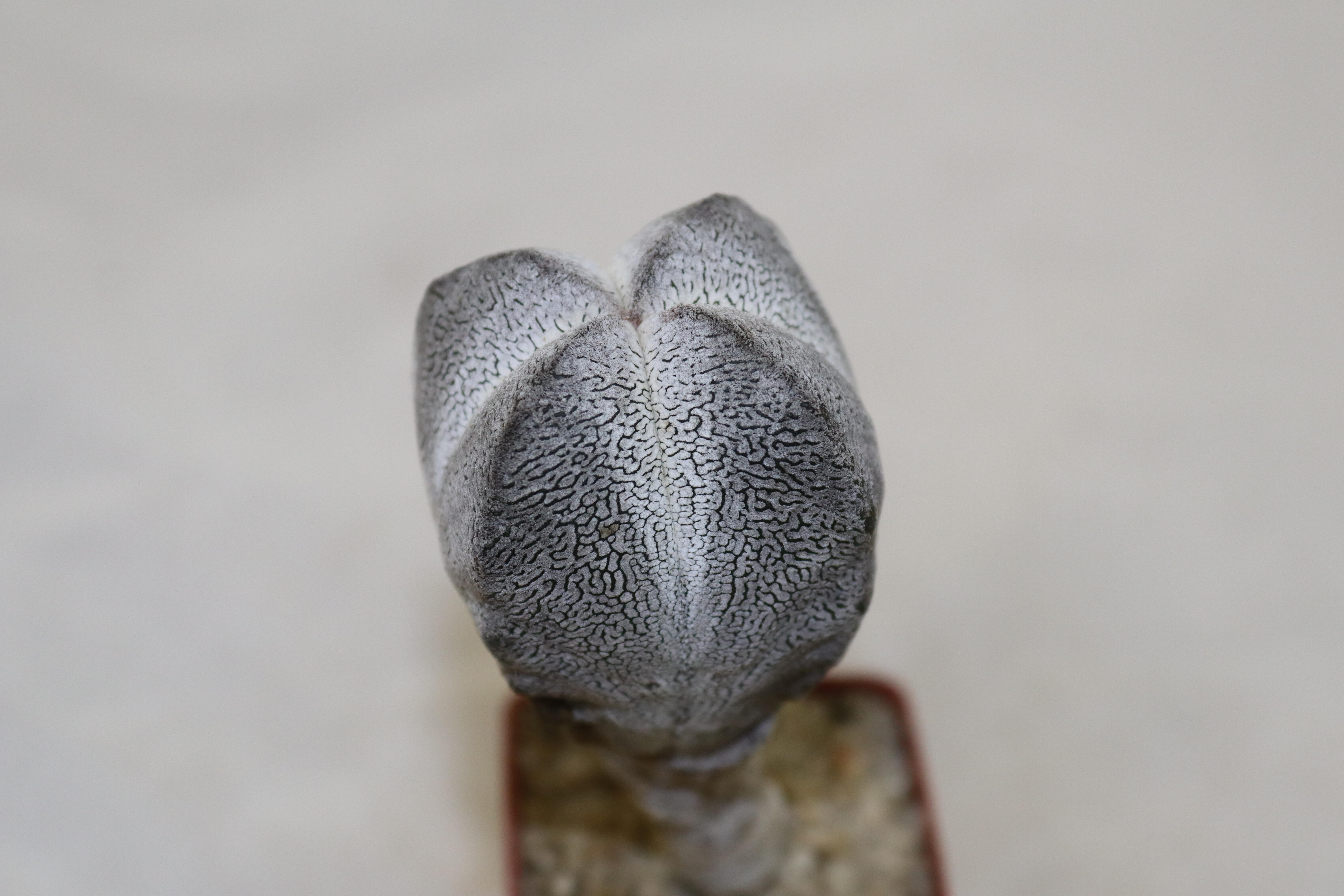 Astrophytum myriostigma onzuka columnare form (2)