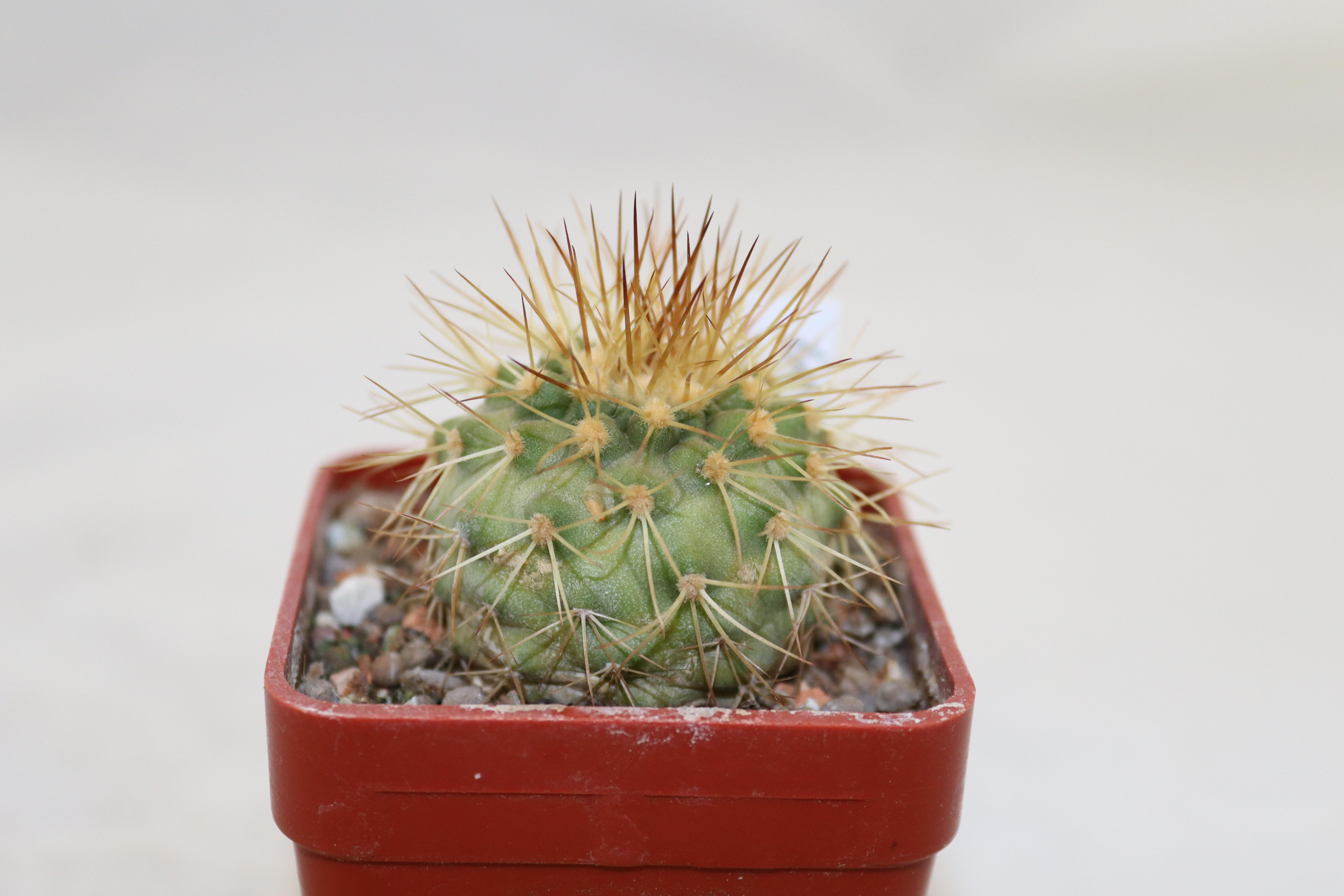 Copiapoa haseltoniana  (2)