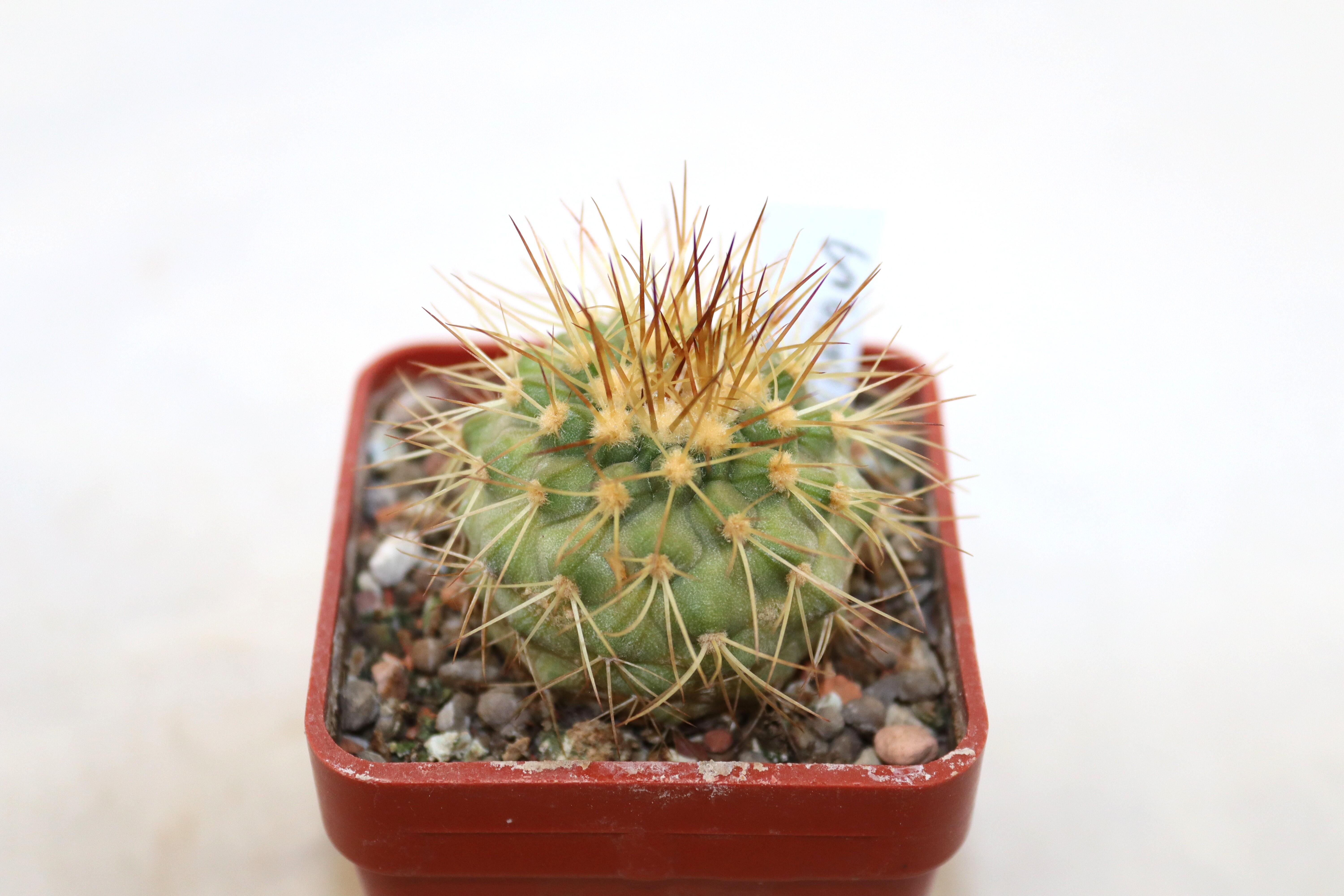 Copiapoa haseltoniana 
