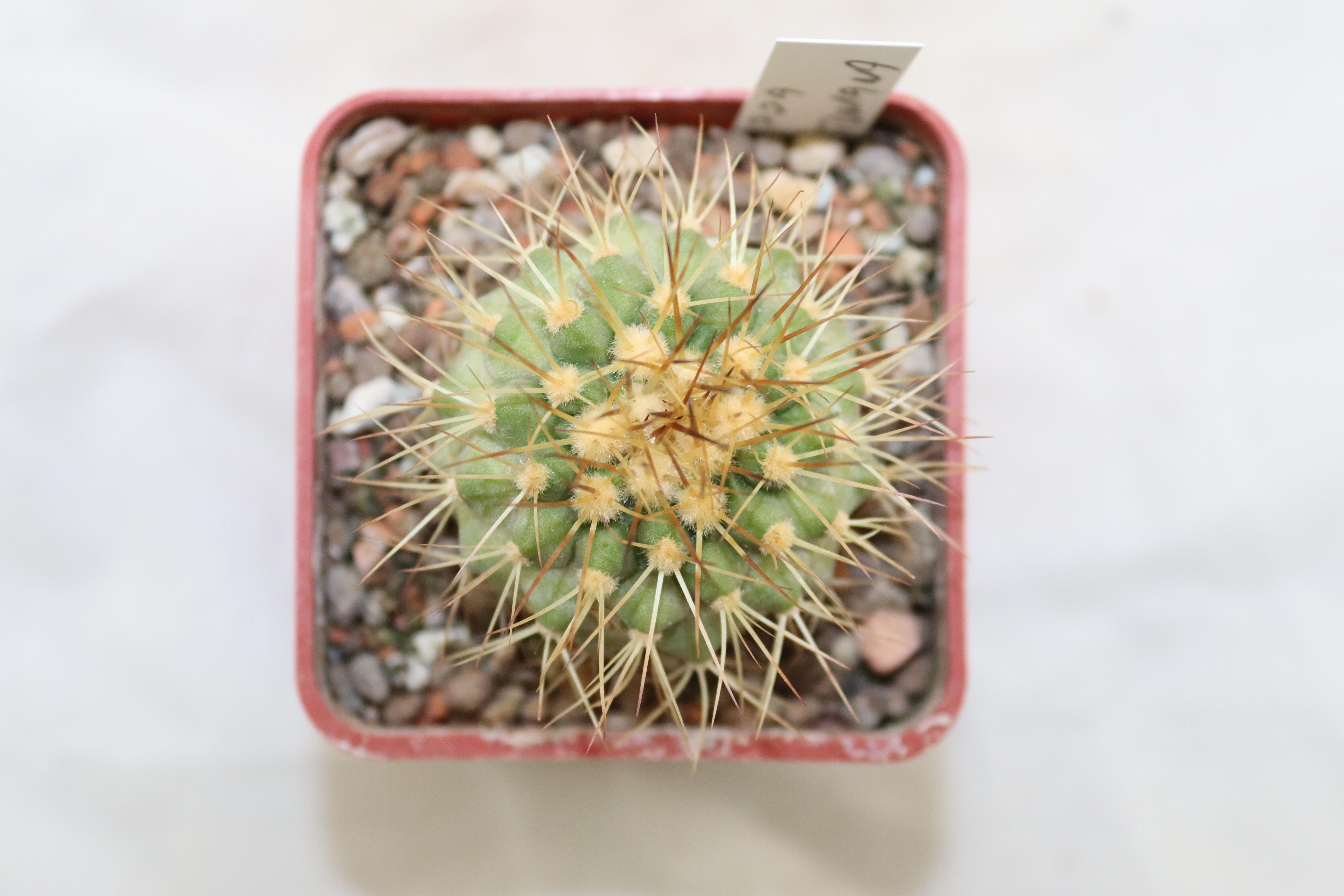 Copiapoa haseltoniana  (3)