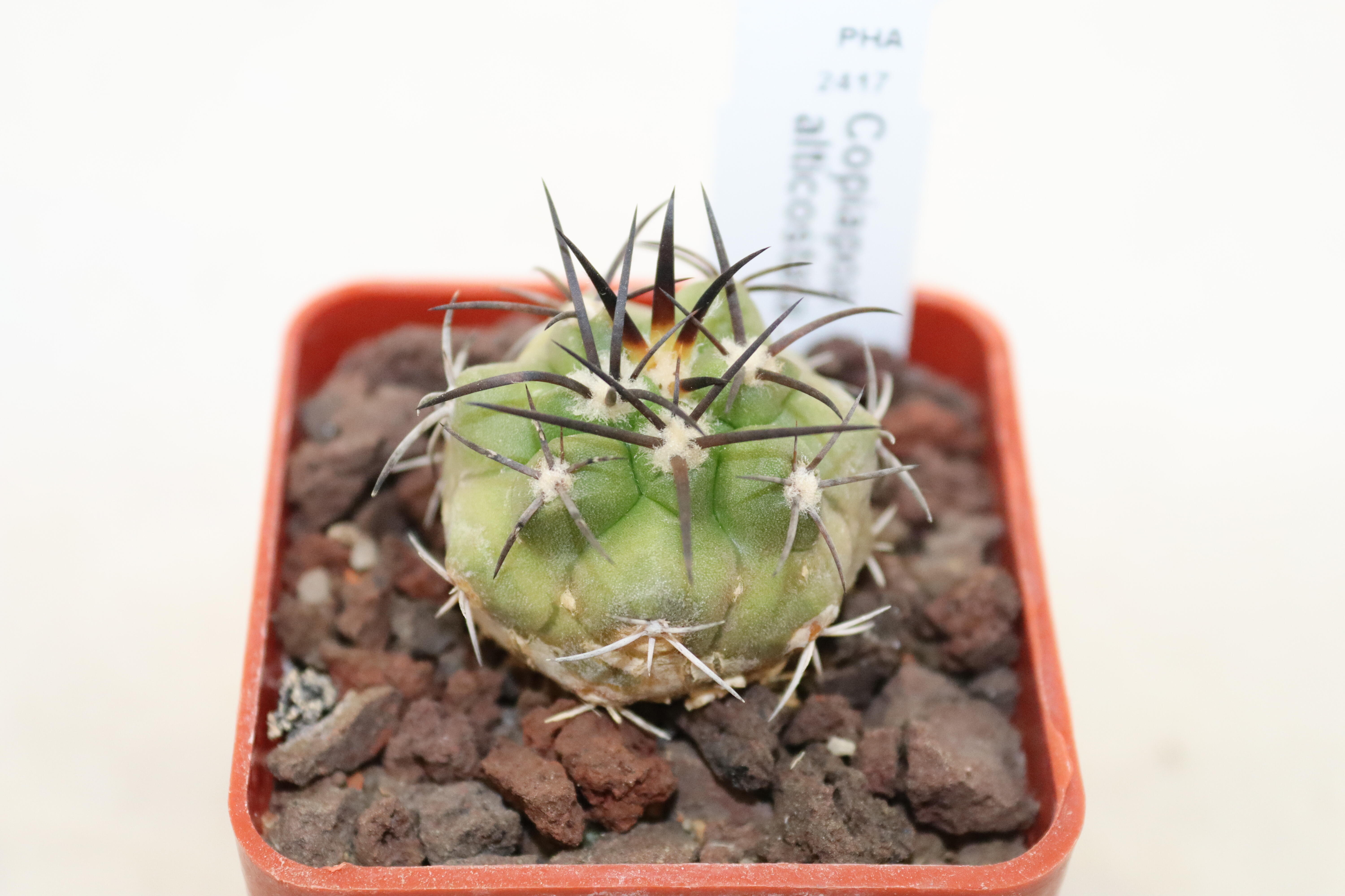 Copiapoa alticostata PHA 2417