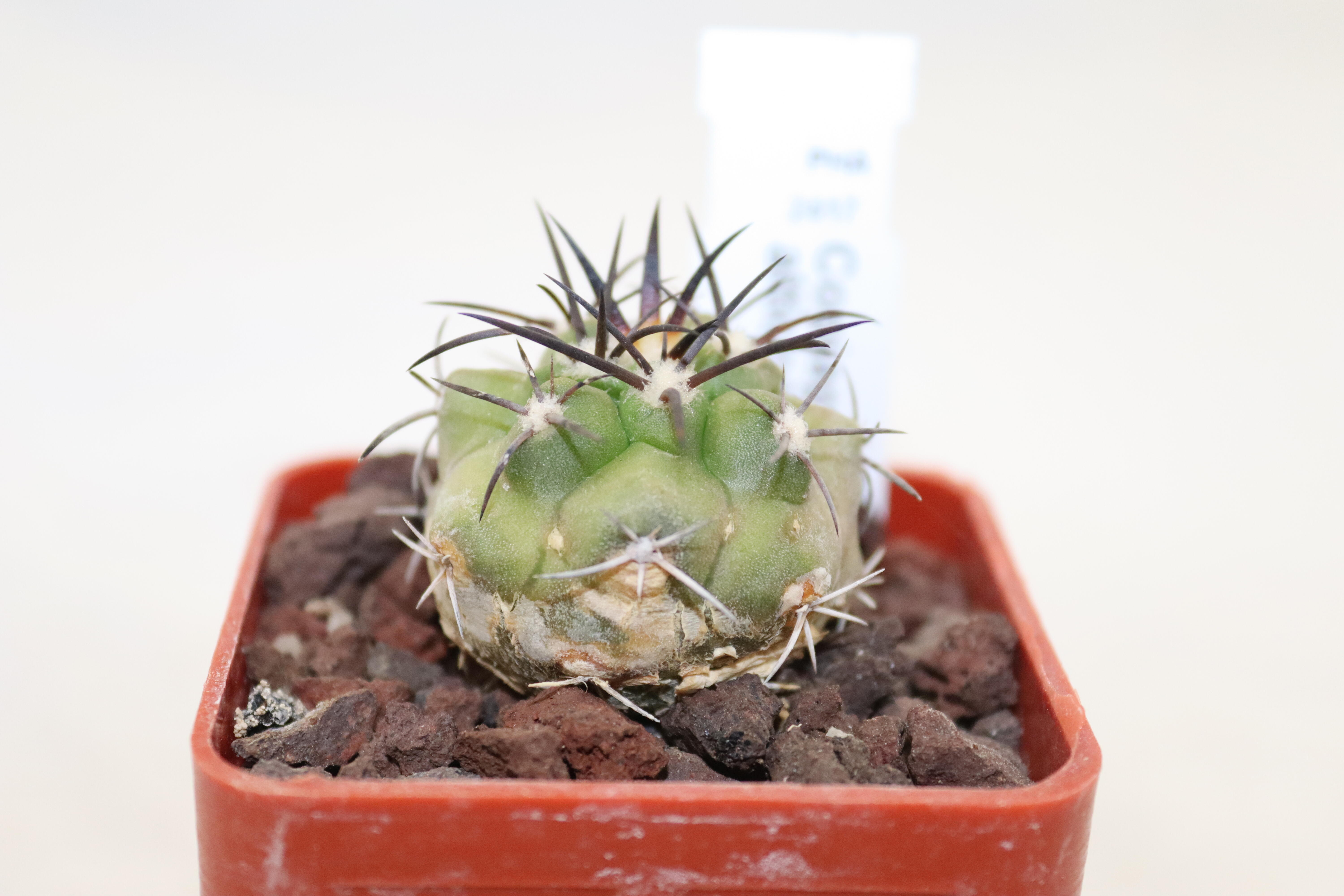 Copiapoa alticostata PHA 2417 (2)
