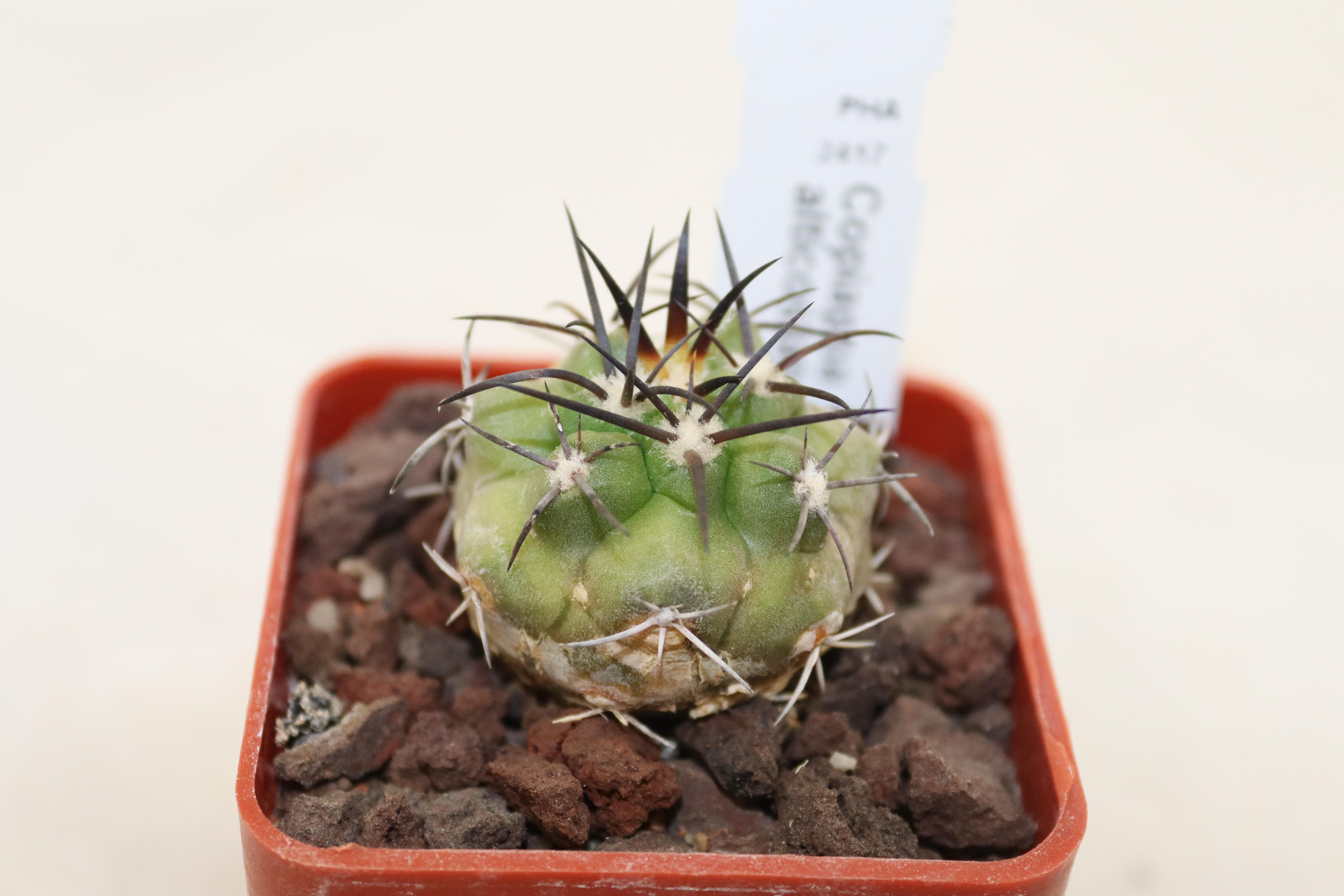 Copiapoa alticostata PHA 2417 (3)