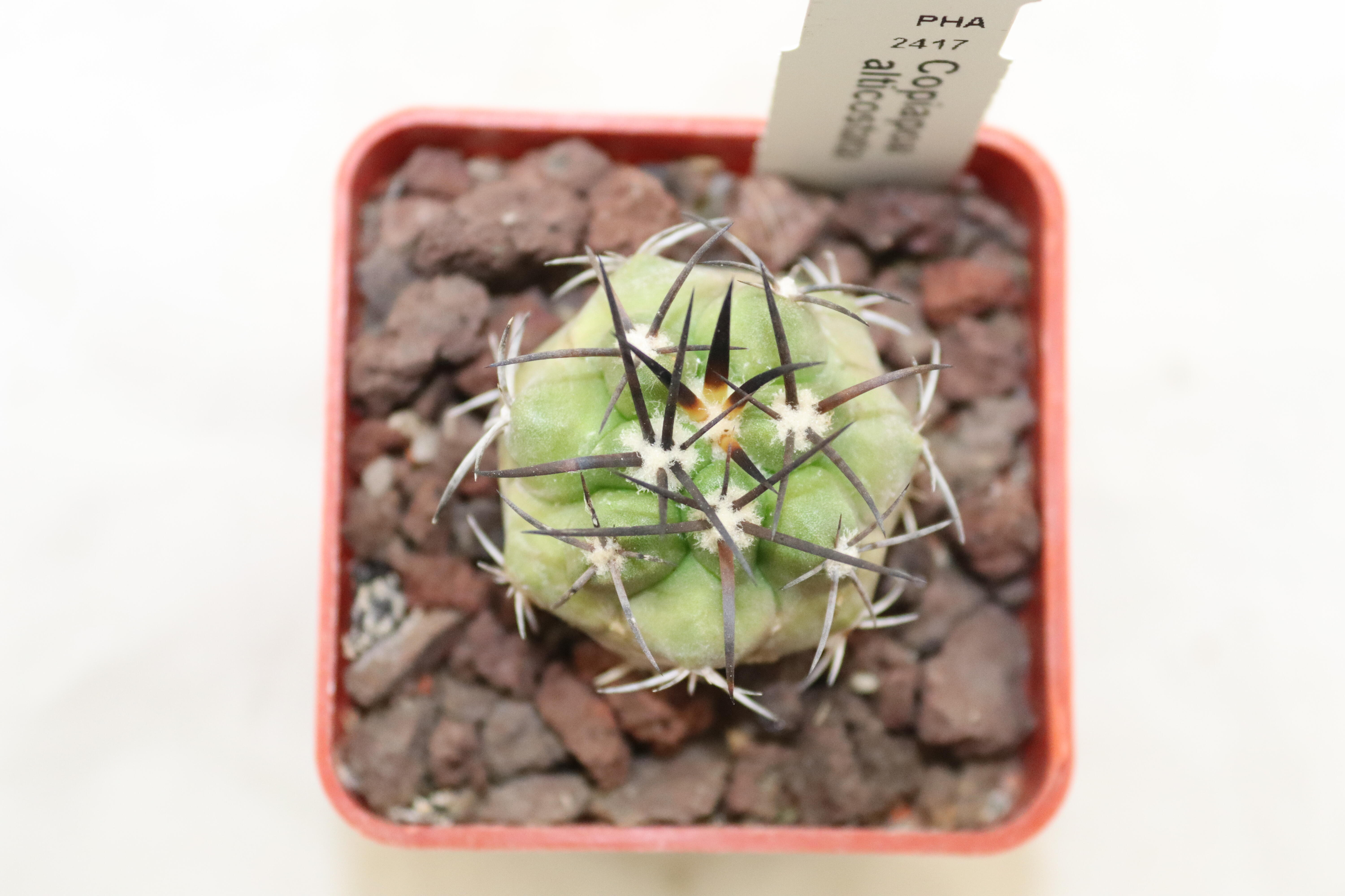 Copiapoa alticostata PHA 2417 (4)