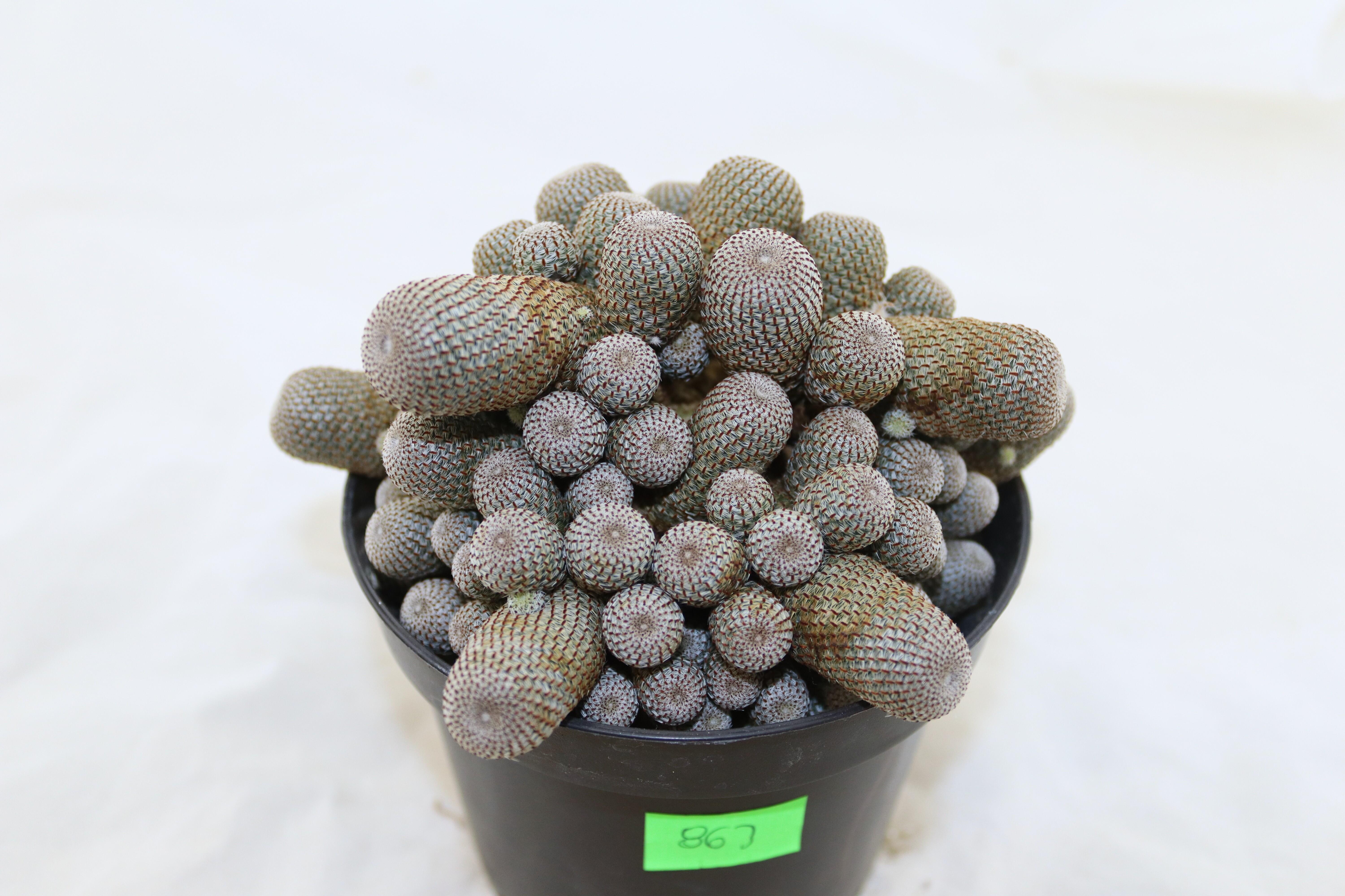 Aylostera heliosa GIANT (2)