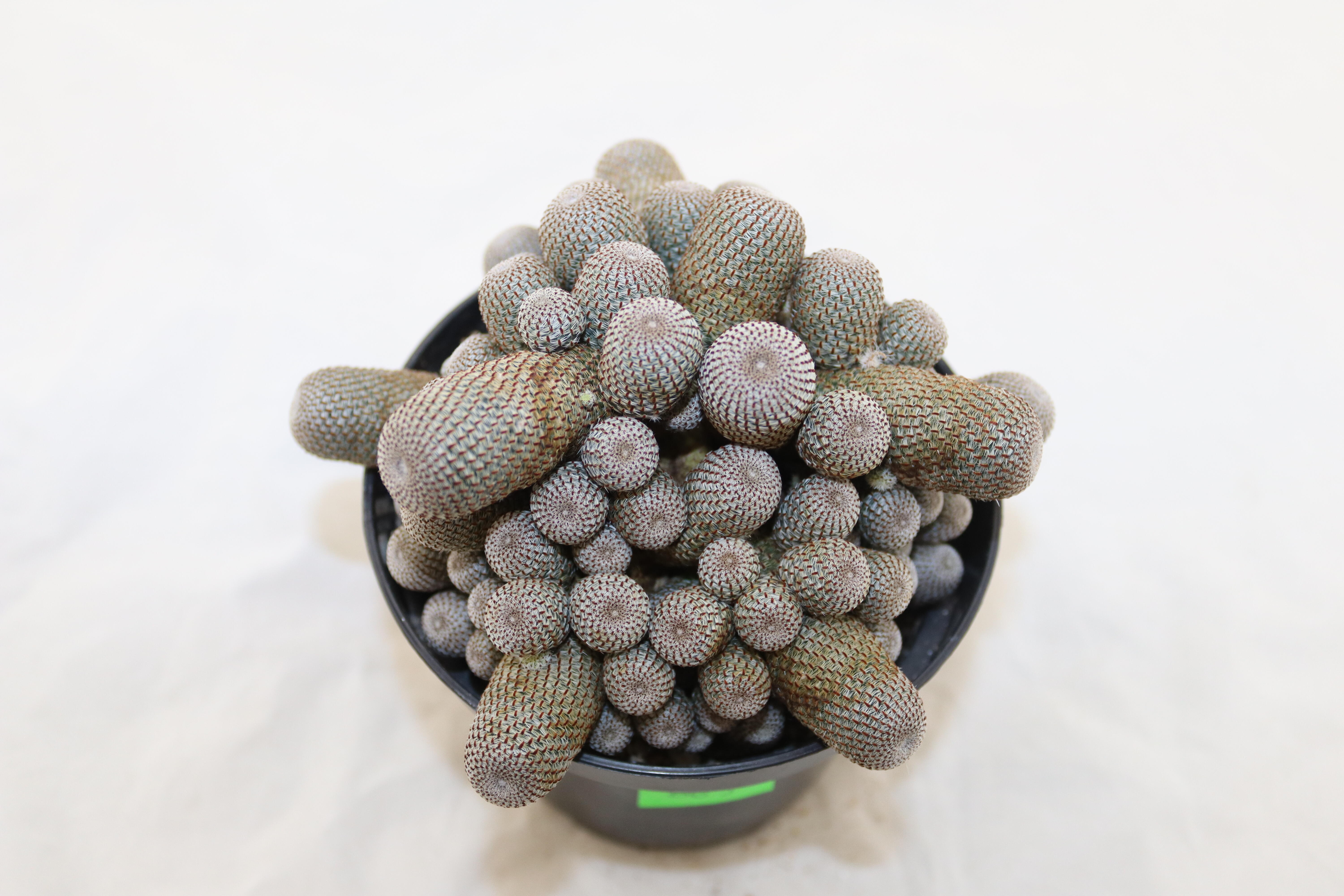 Aylostera heliosa GIANT (3)