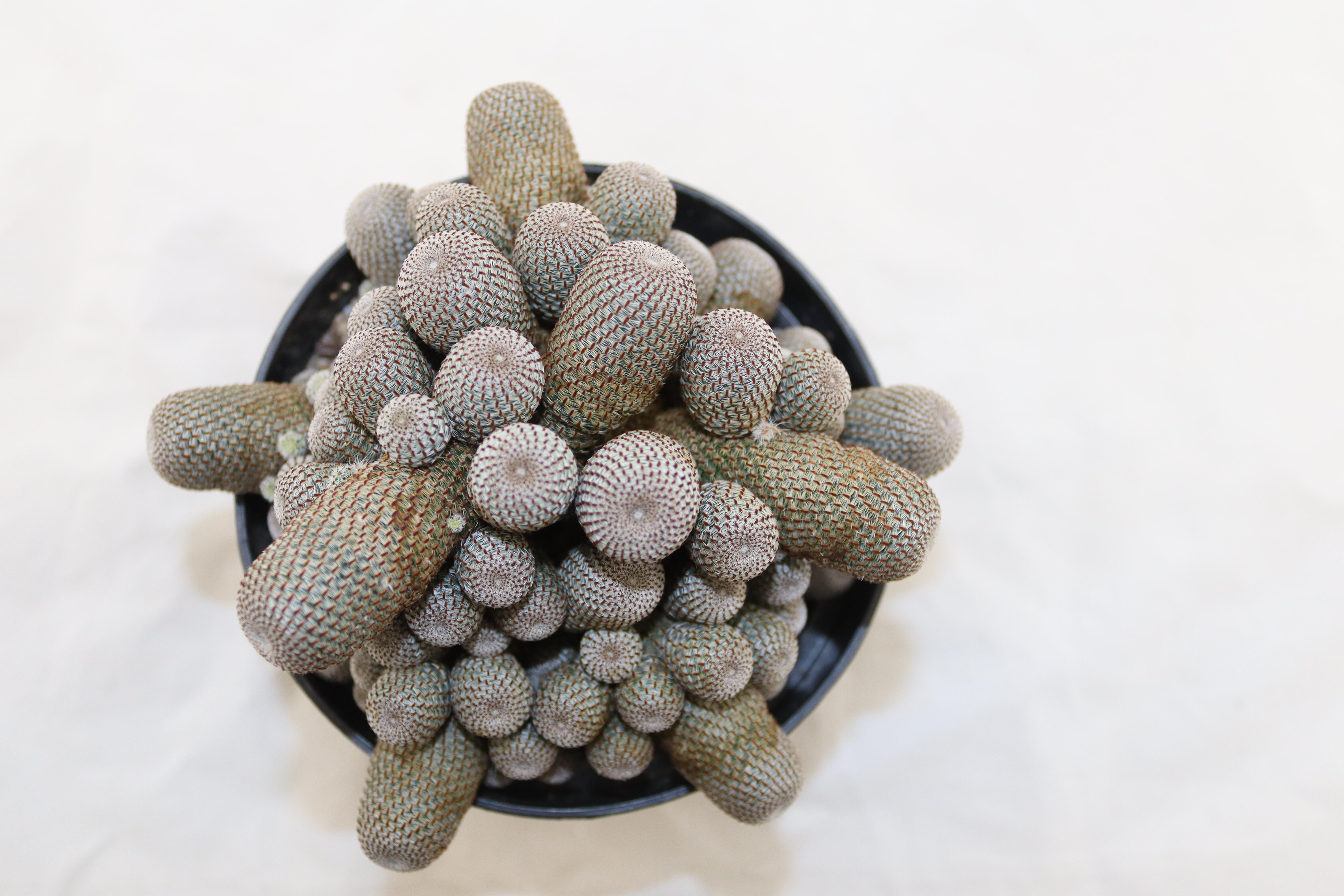 Aylostera heliosa GIANT (4)