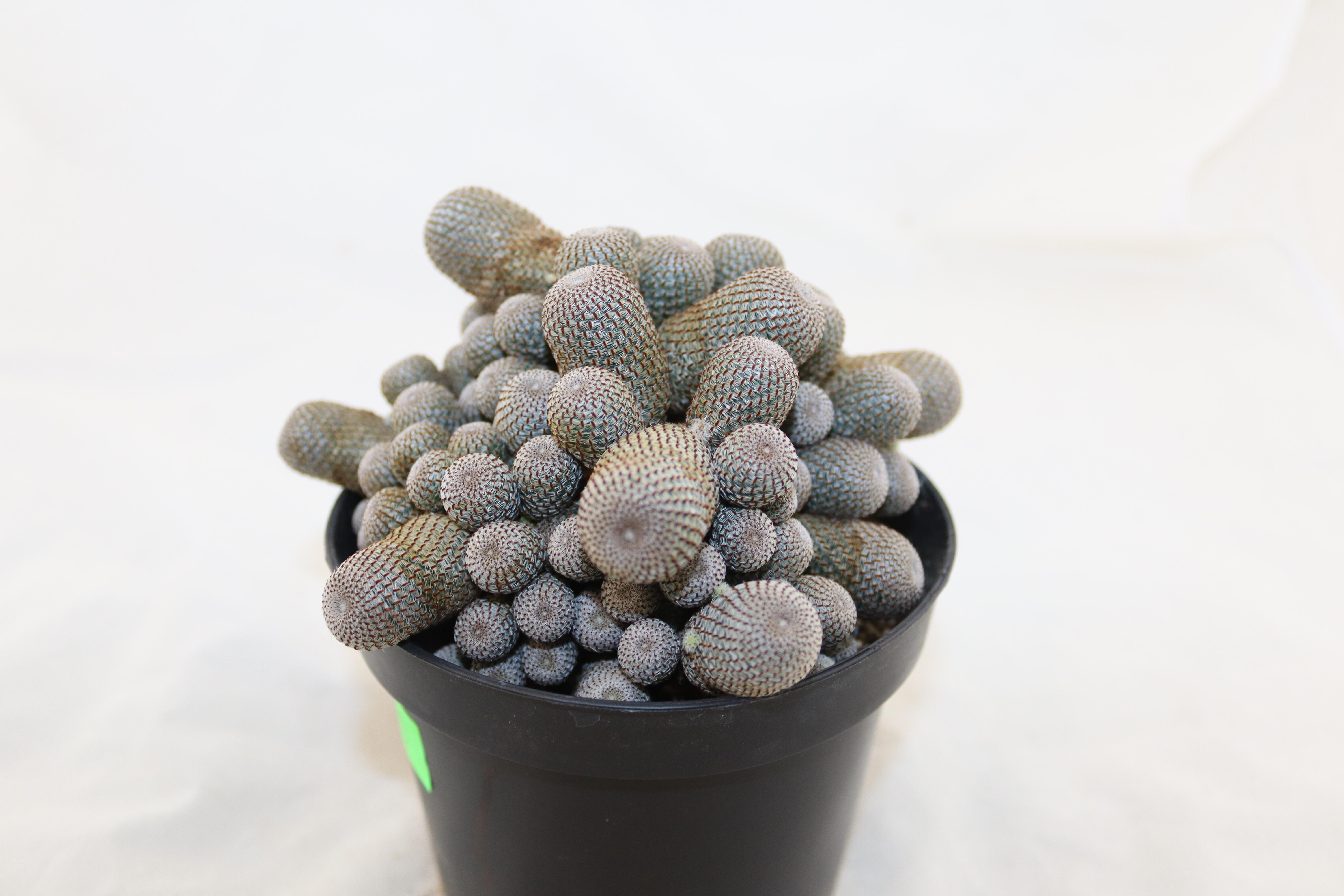 Aylostera heliosa GIANT (6)