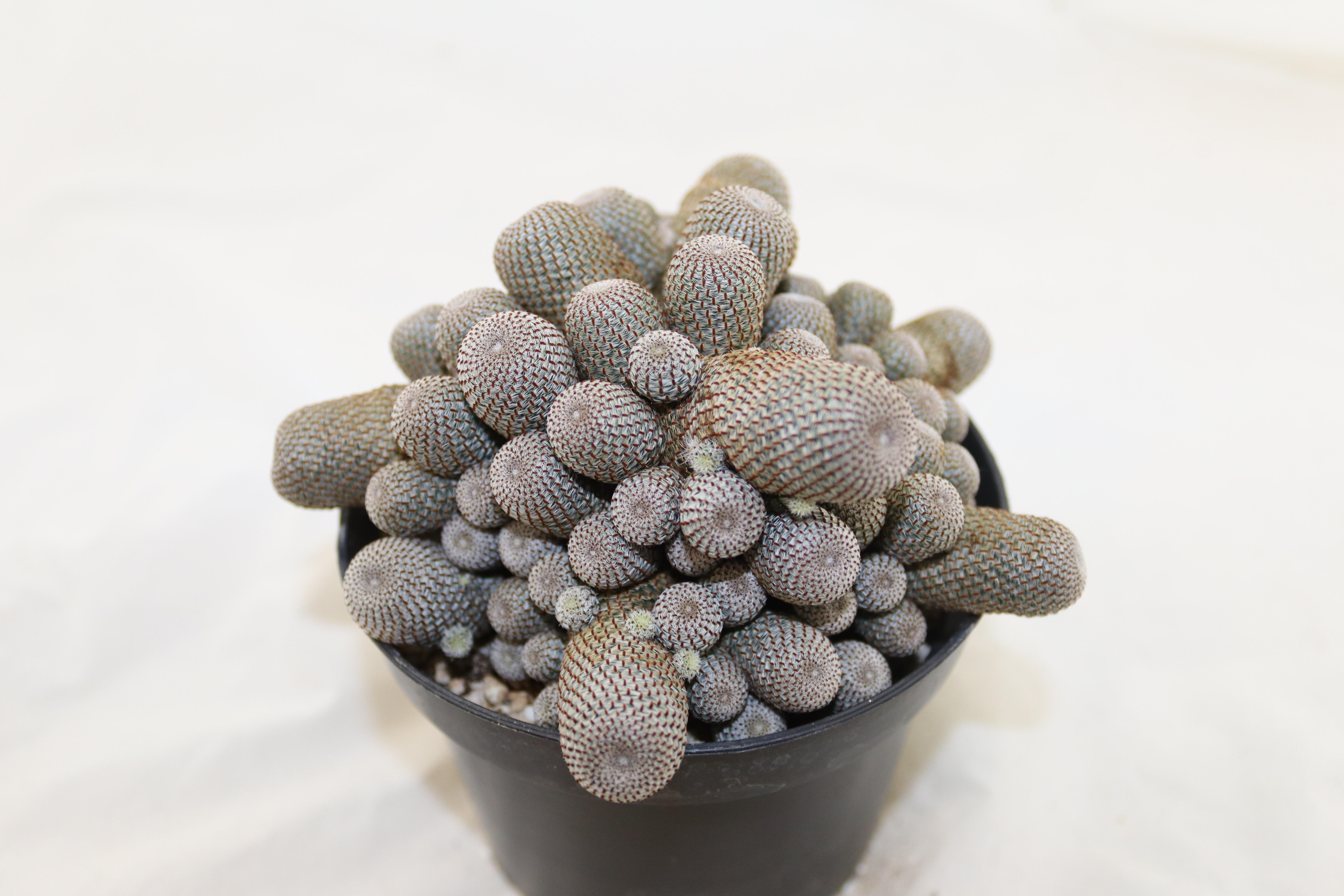 Aylostera heliosa GIANT