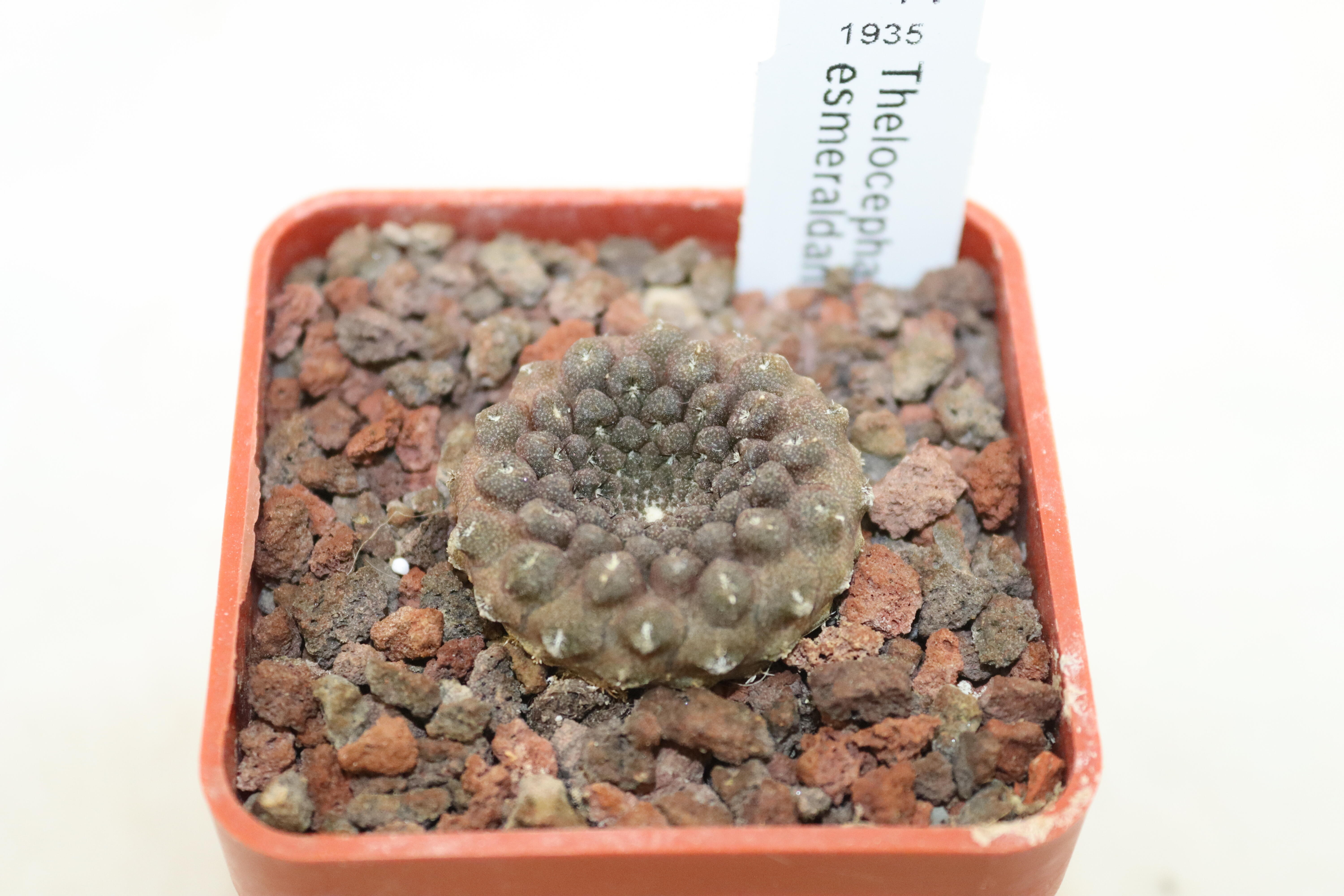 Thelocephala esmeraldana PV 1935  (3)