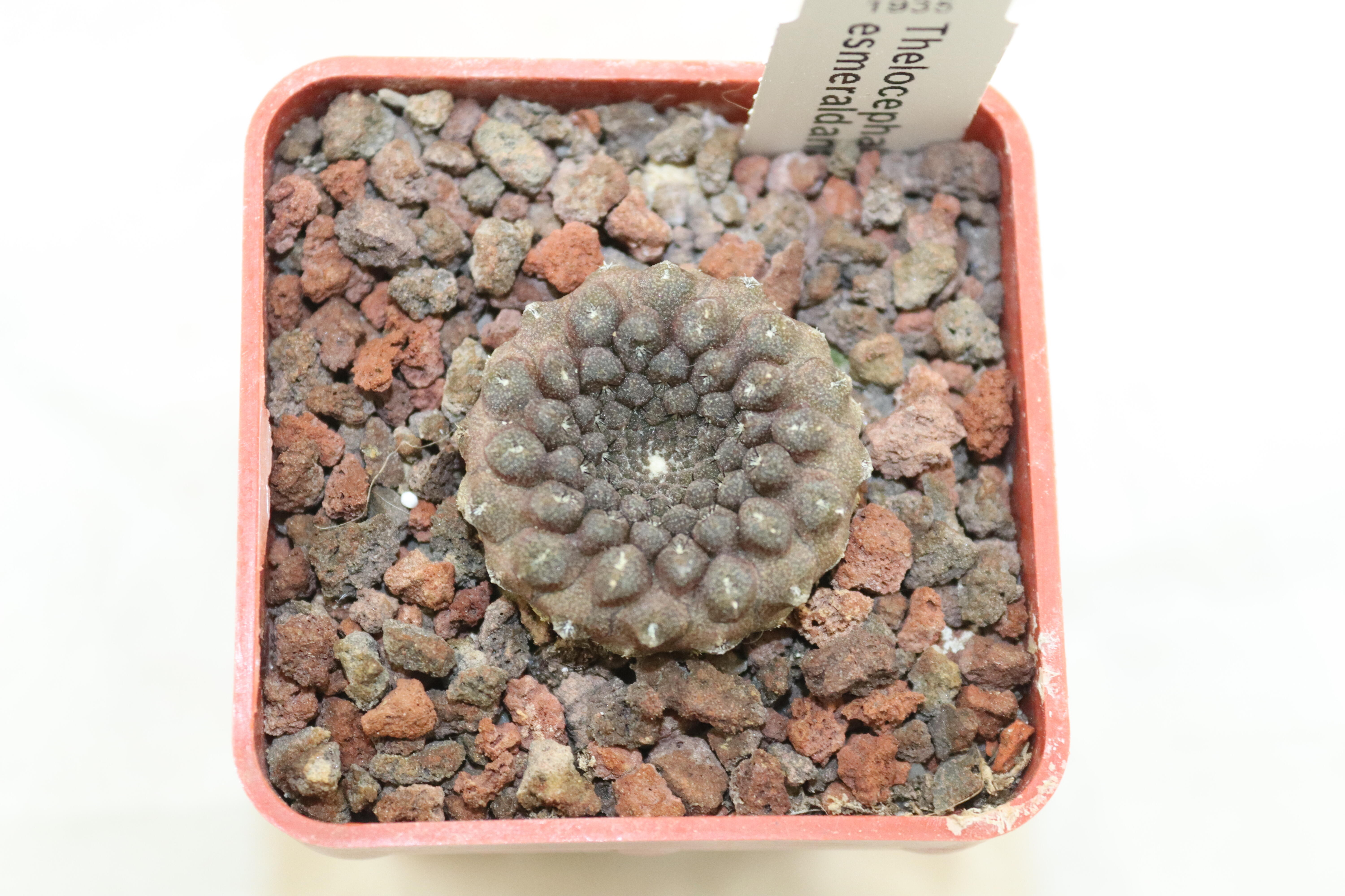 Thelocephala esmeraldana PV 1935  (2)