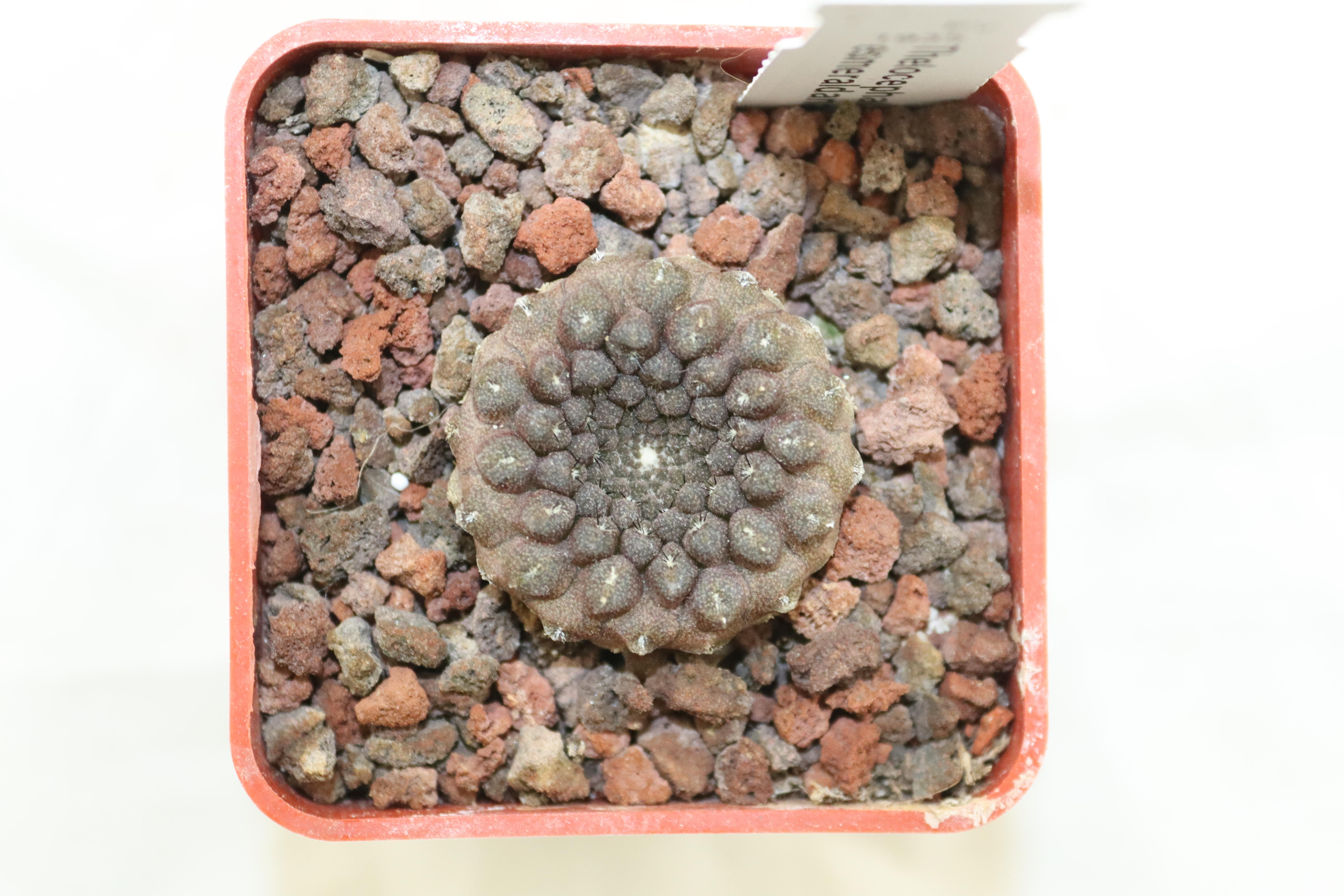 Thelocephala esmeraldana PV 1935 