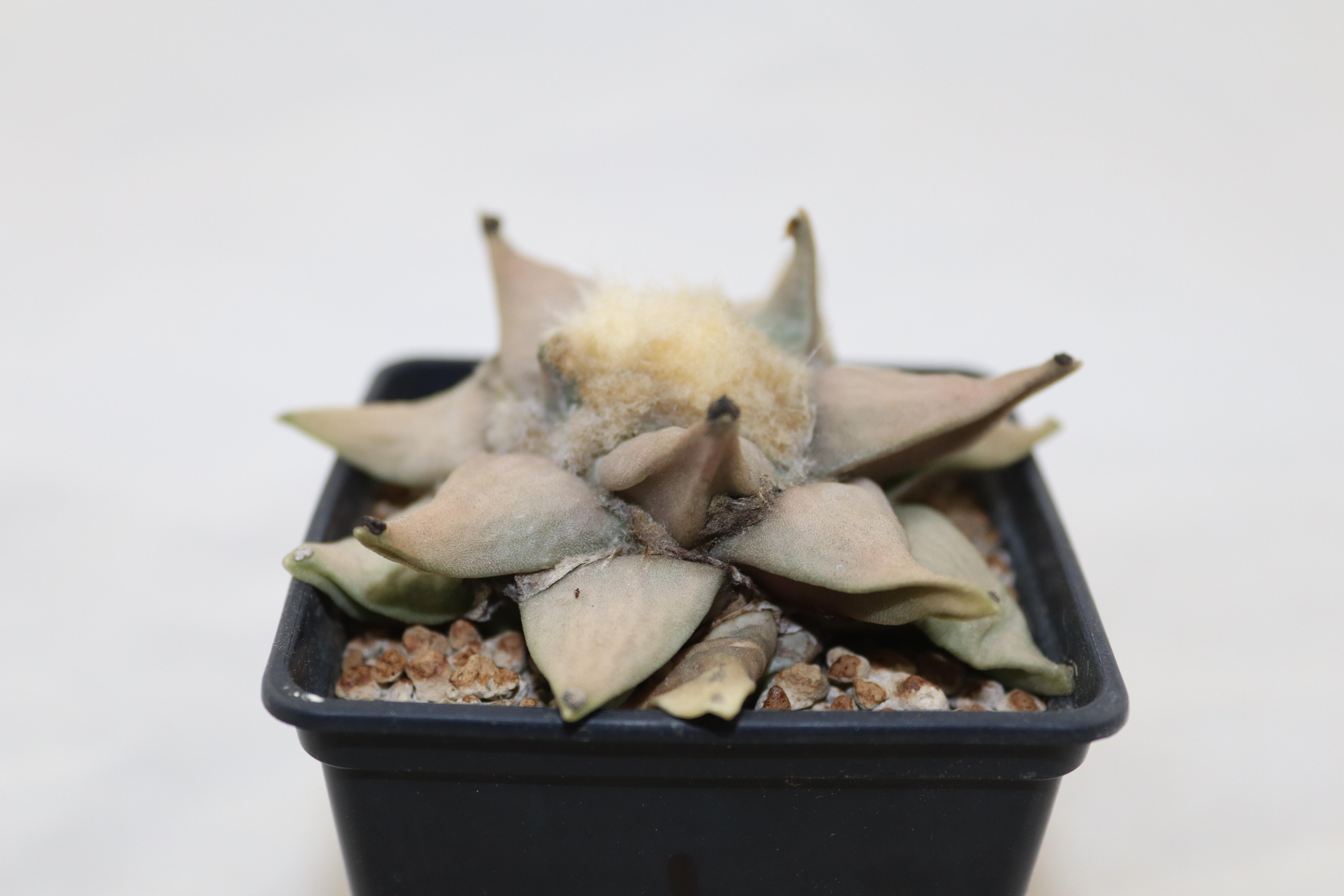 Ariocarpus retusus  (3)