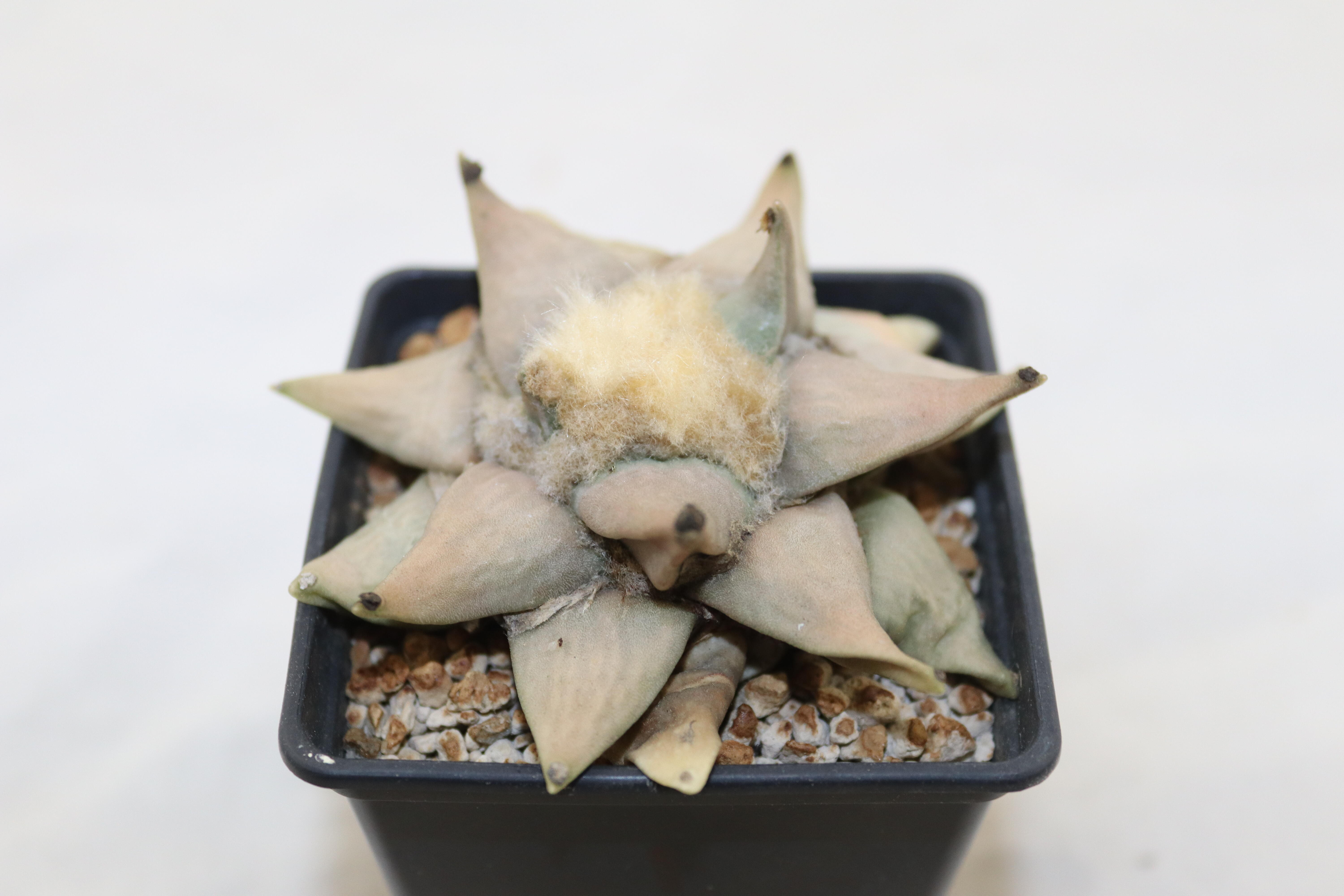 Ariocarpus retusus  (2)