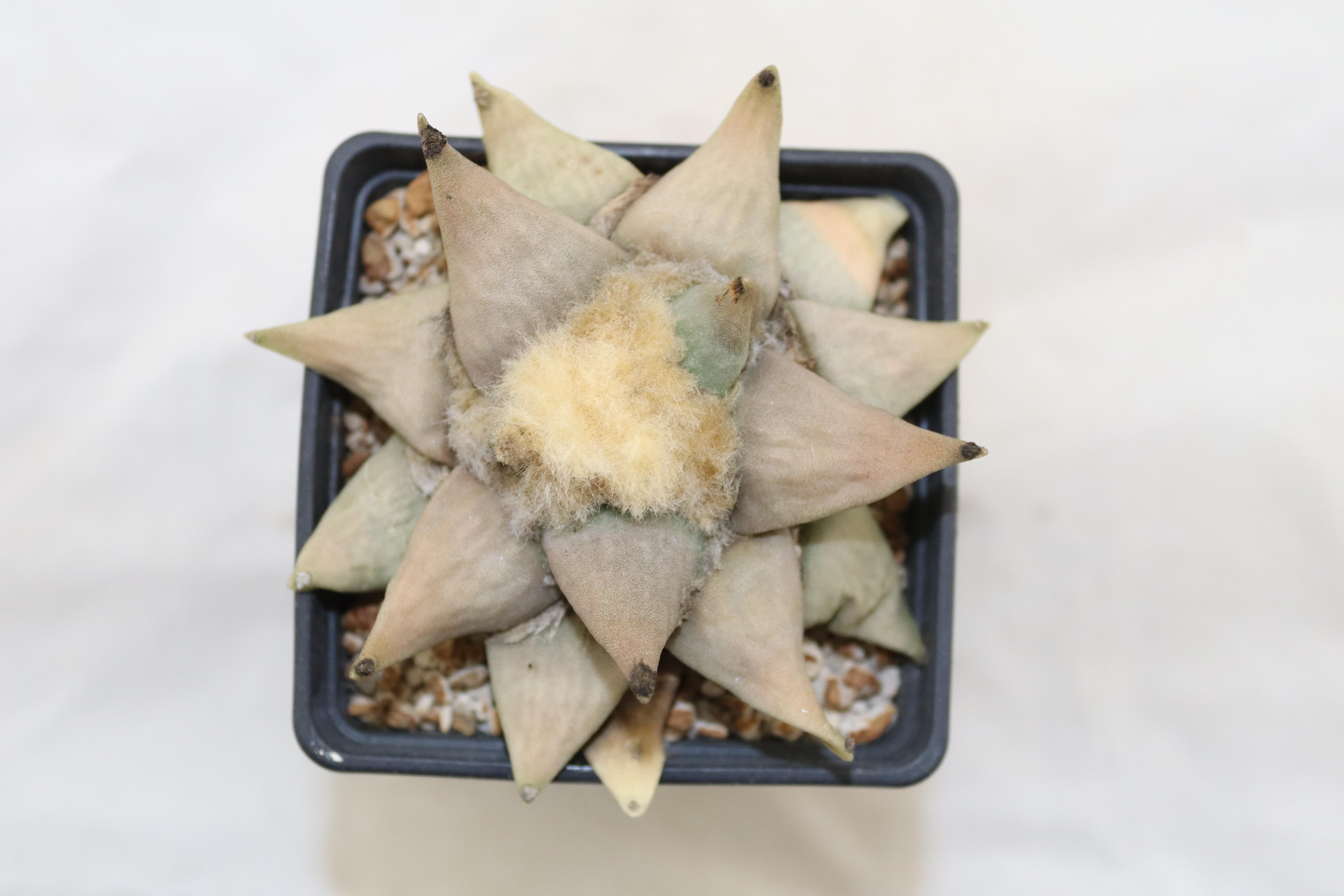 Ariocarpus retusus 