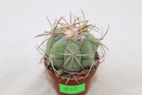 Echinocactus horizonthalonius